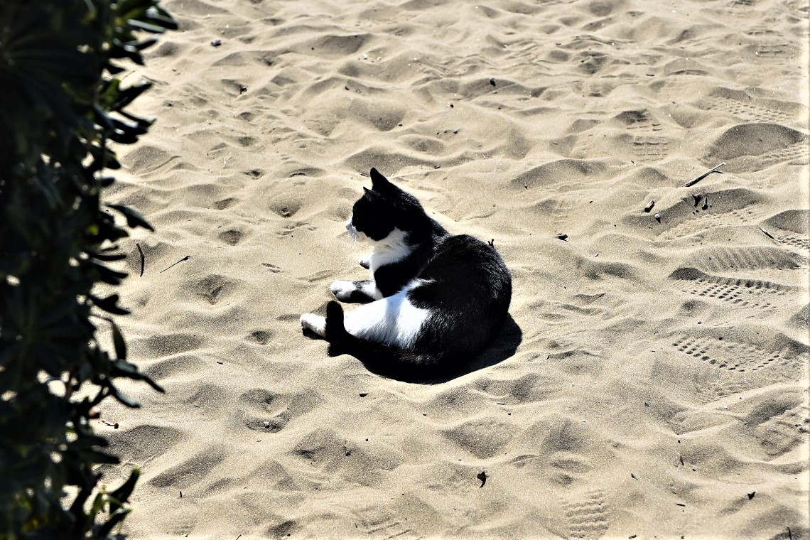 Un gatto in spiaggia...