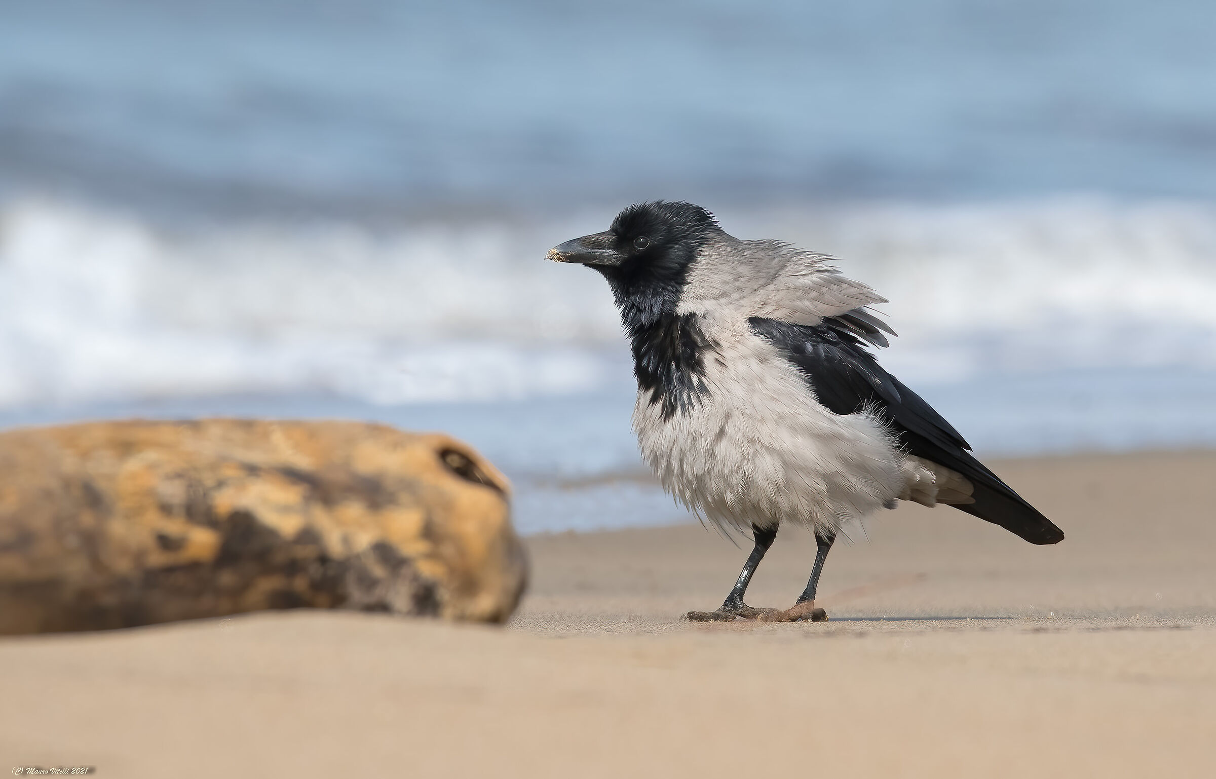 Grey Crow (Corvus cornix)...