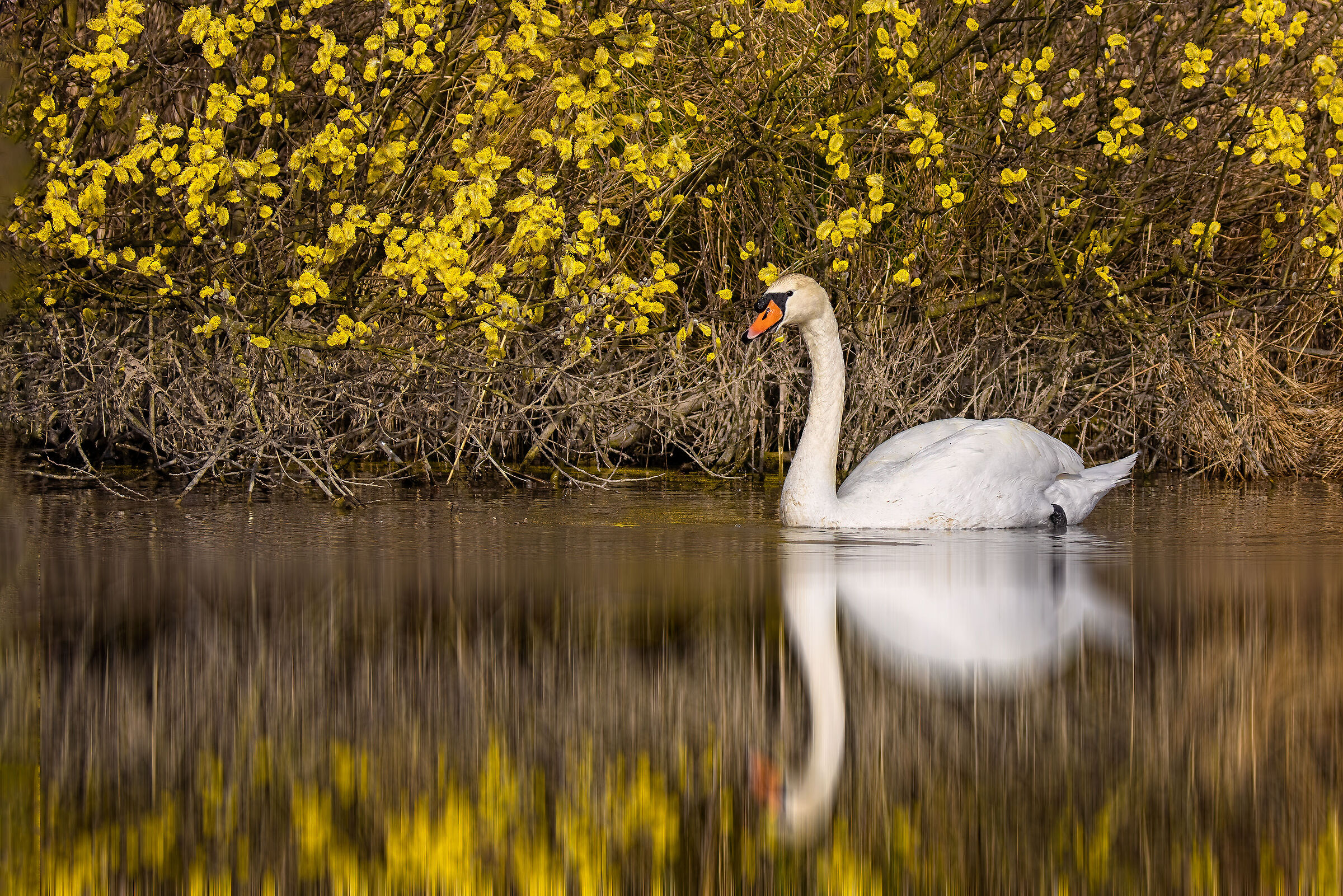 Swan against the background of gray willow bloom...