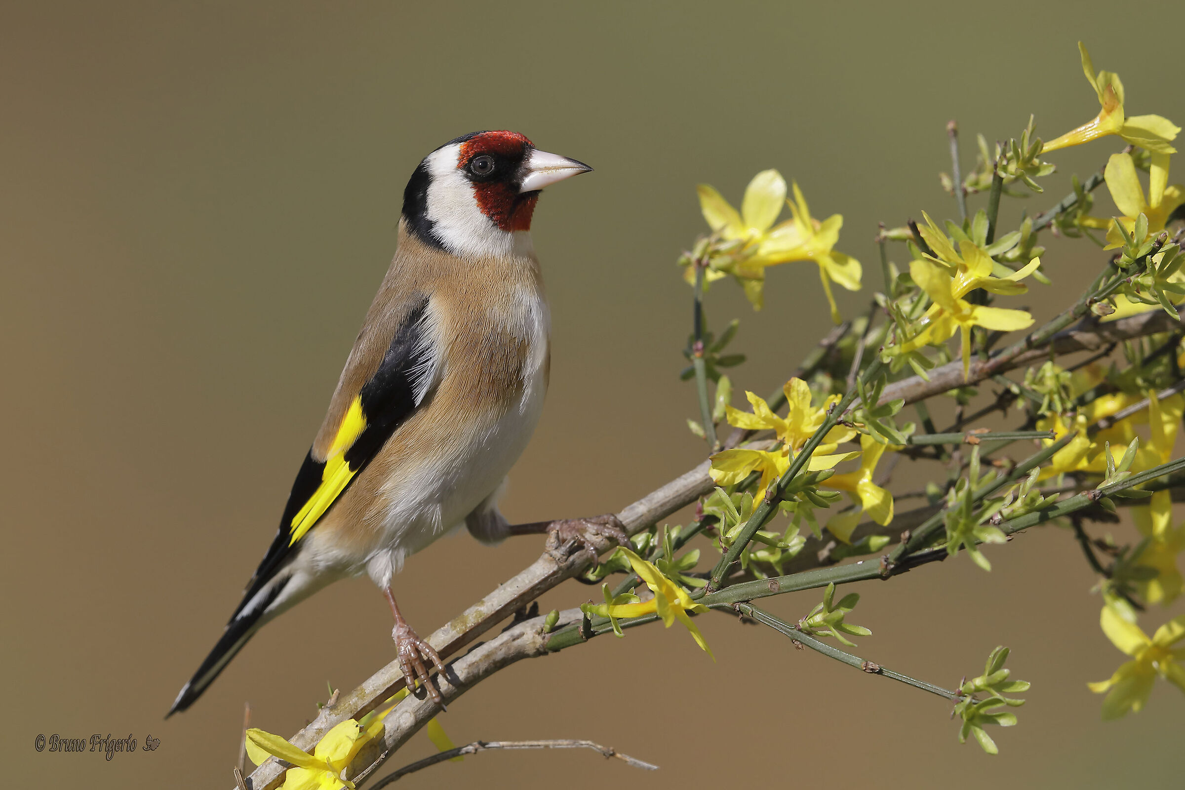 goldfinch on winter jasmine...