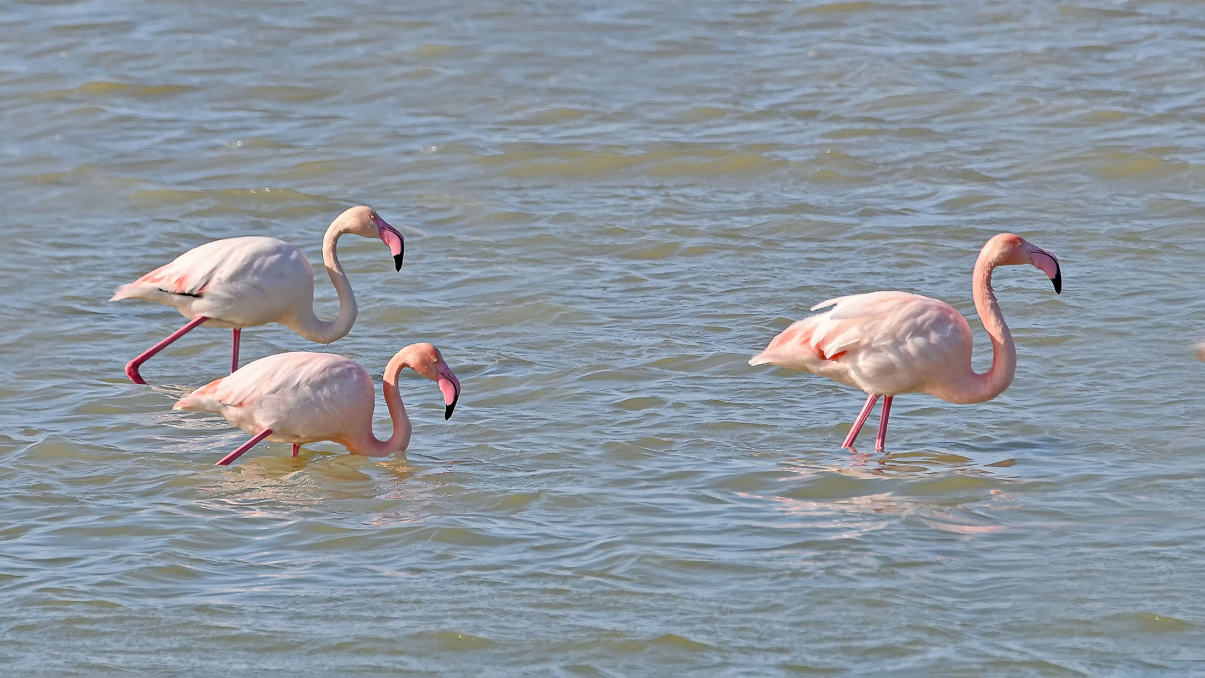 Three Flamingos...