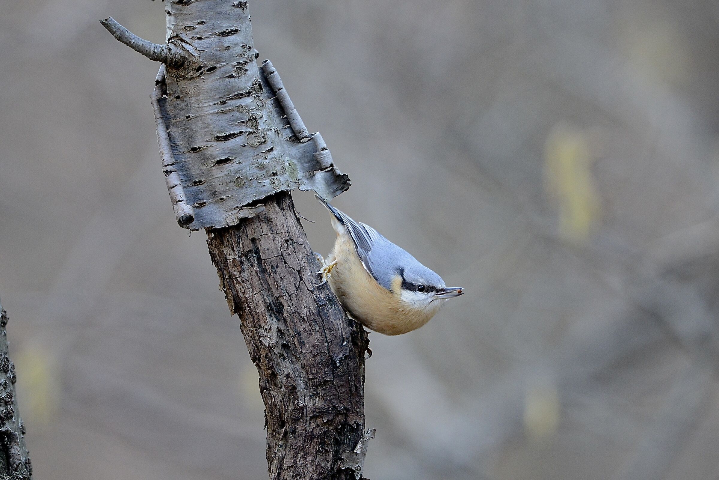 woodpecker mason...
