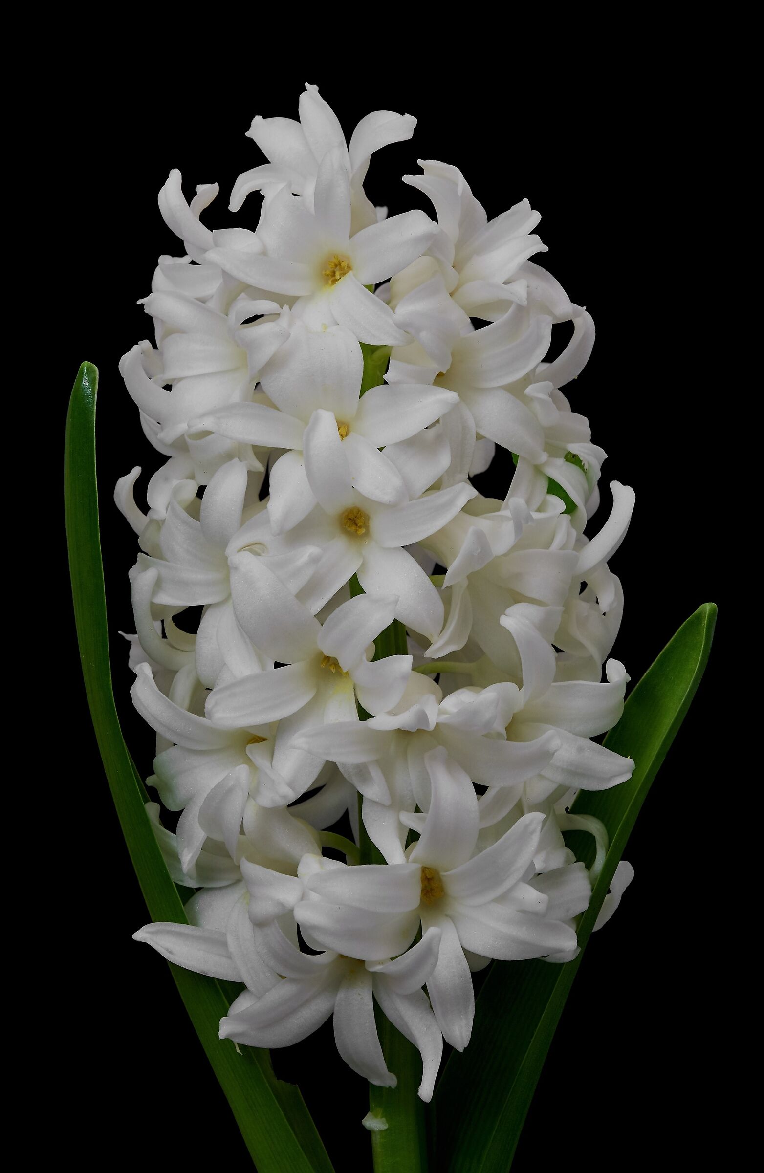 White Hyacinth...