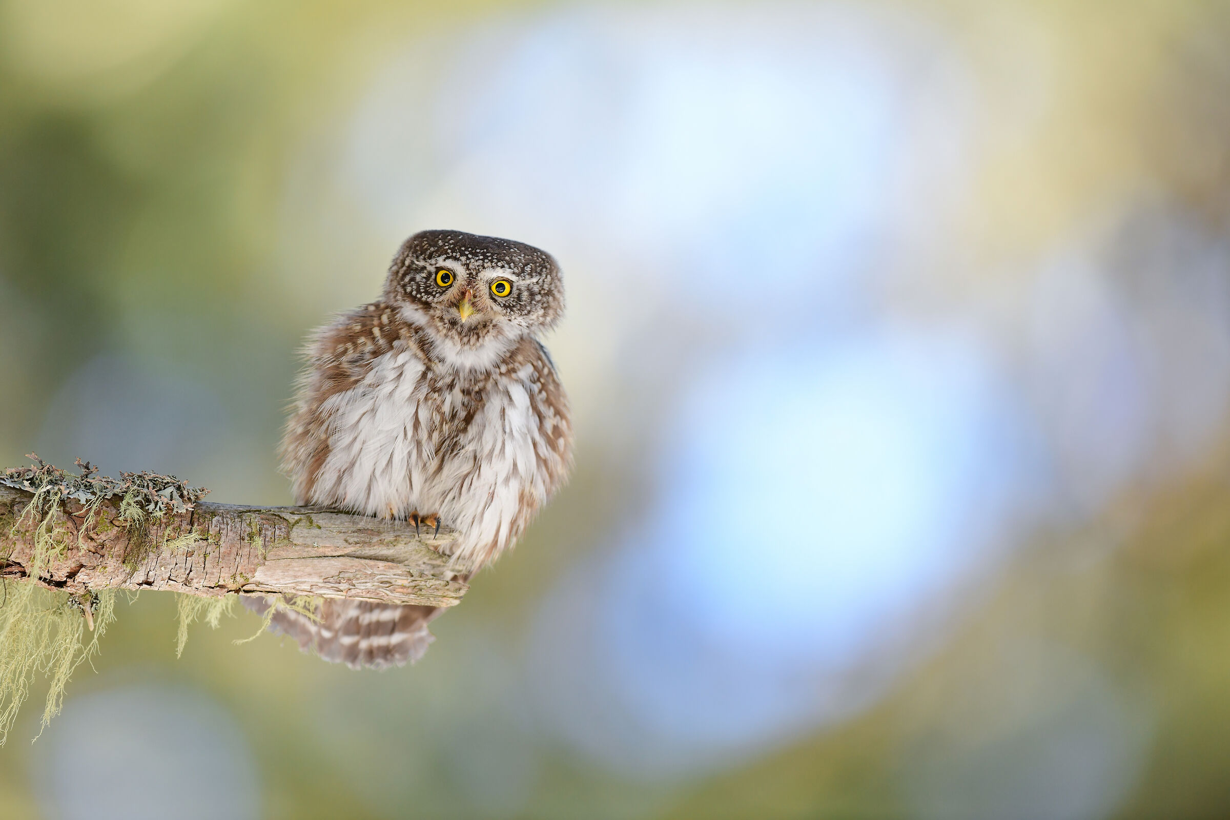 dwarf owl :) ...