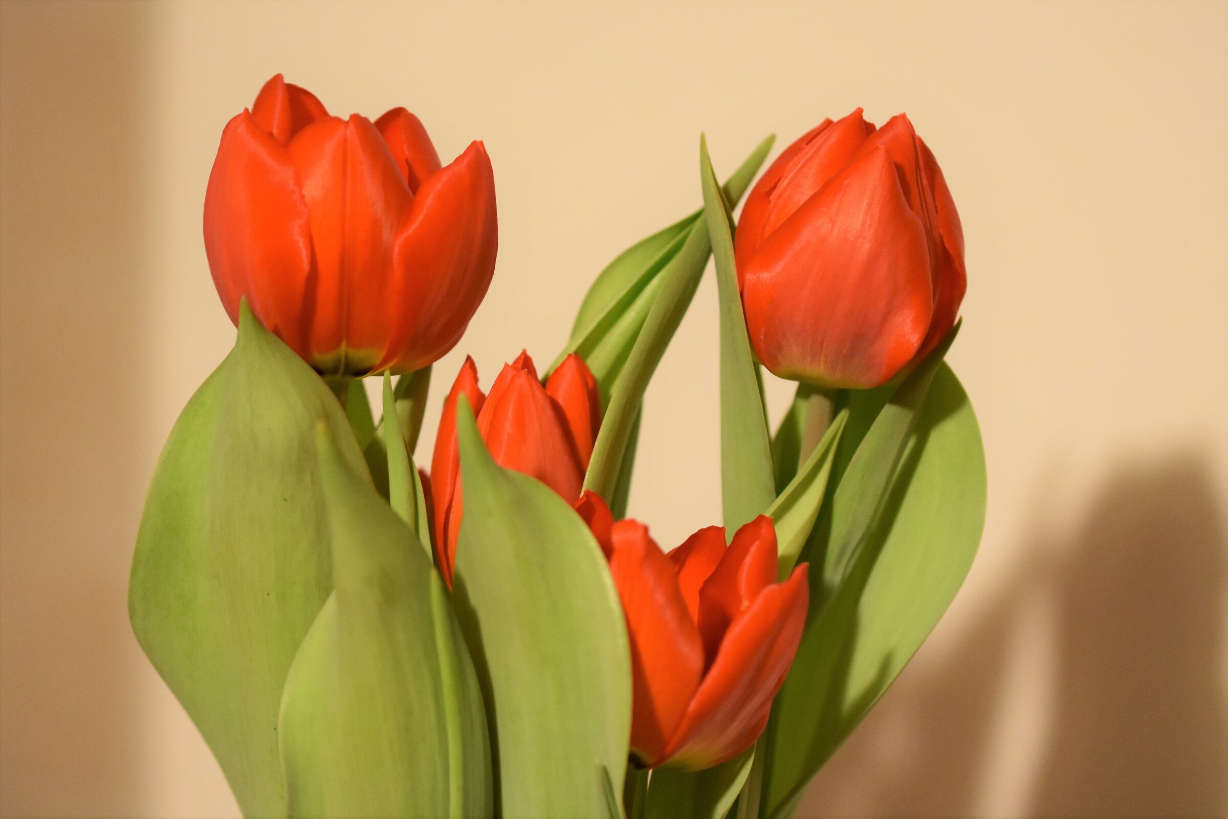 Tulips 2...