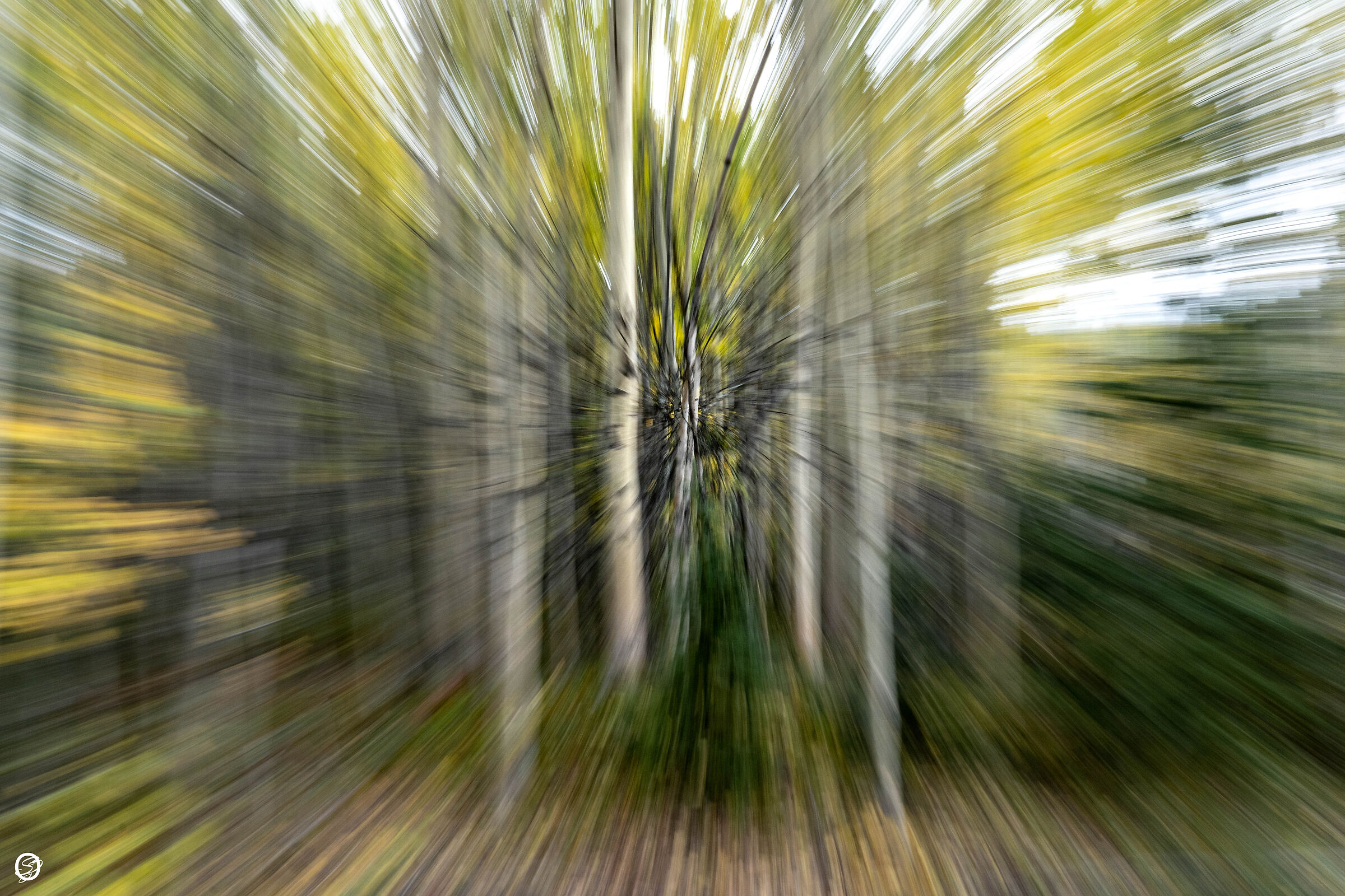 Running through the woods...