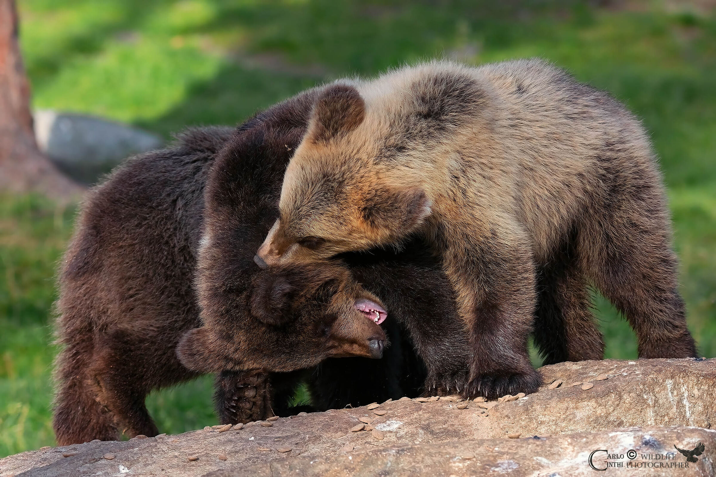 Brown Bear Cubs...
