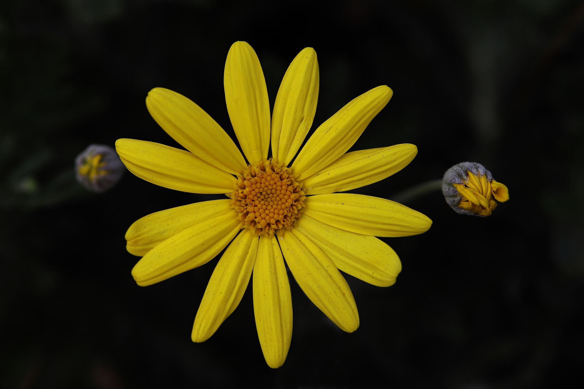 Yellow flower...