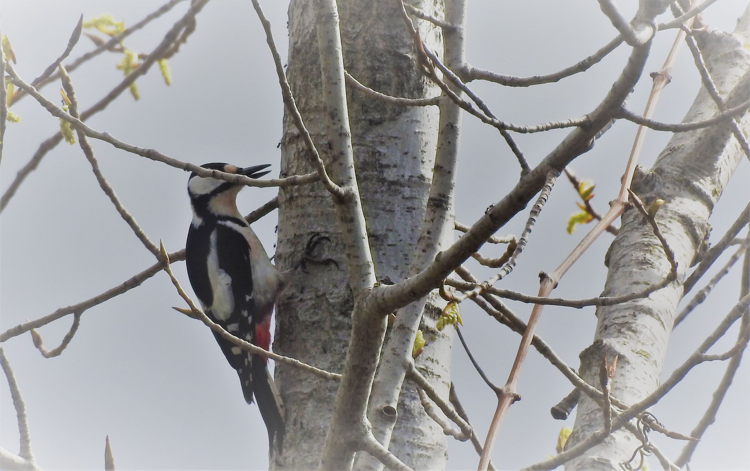 Woodpecker and ants...