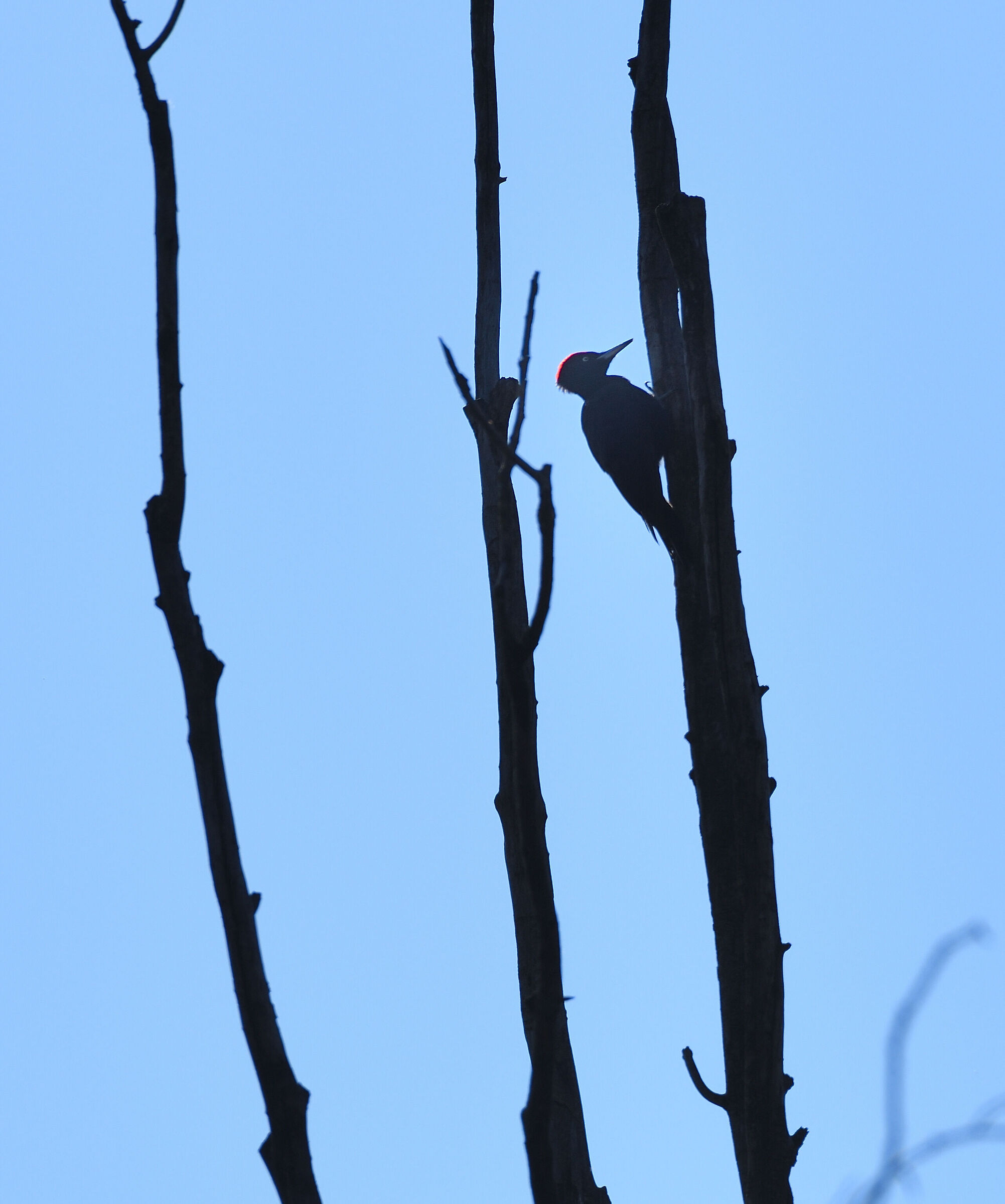 black woodpecker on the plain......