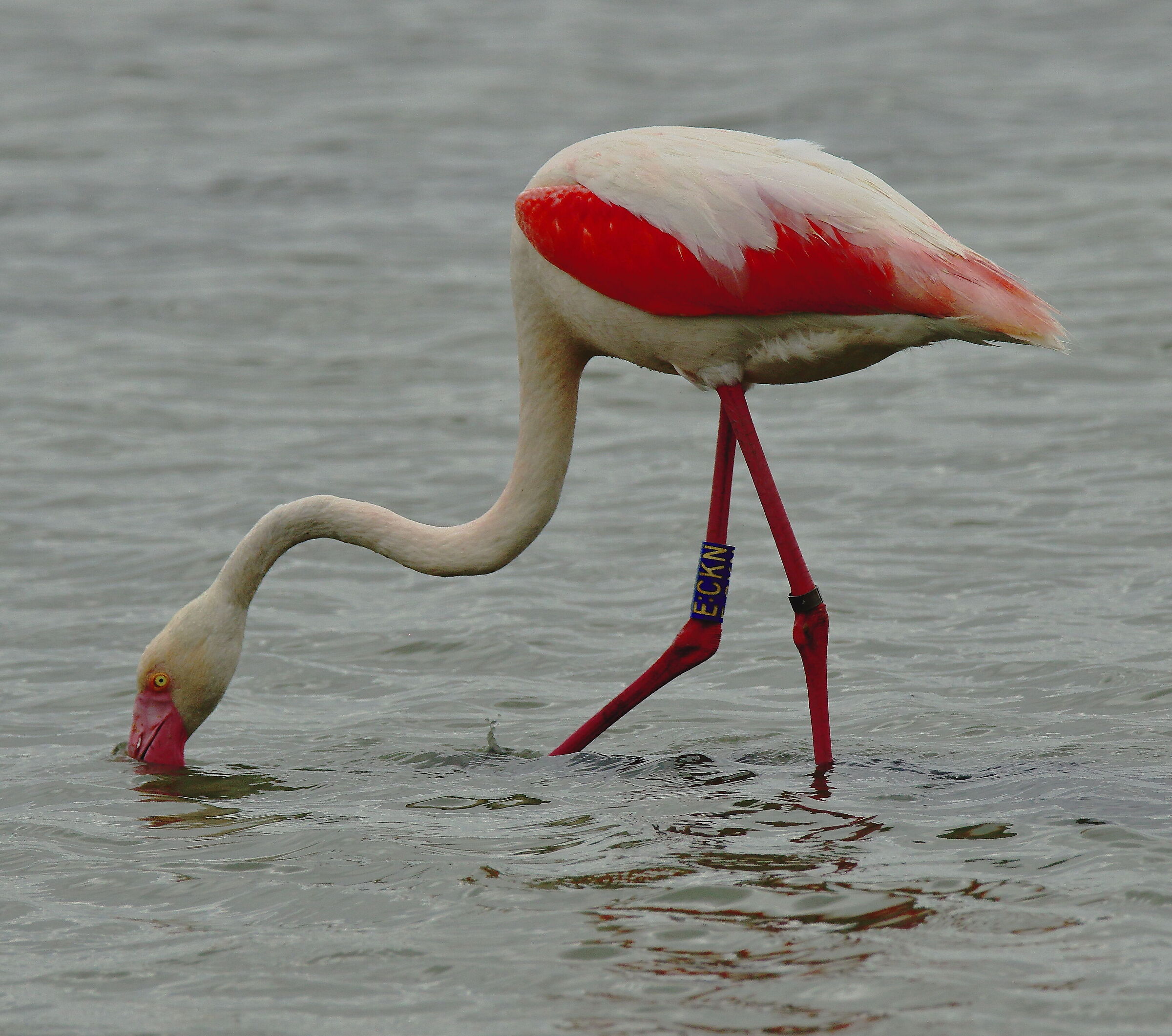 Ringed flamingo...