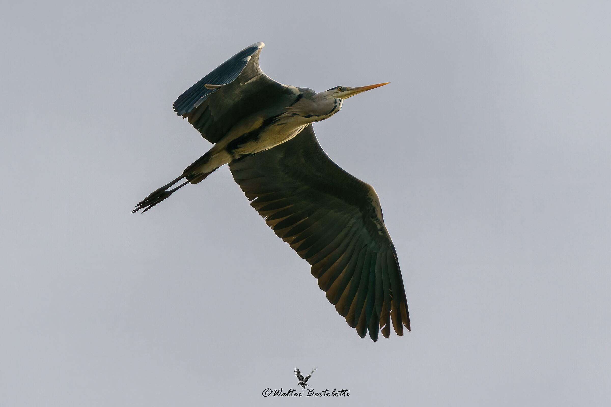 the flight of the heron...