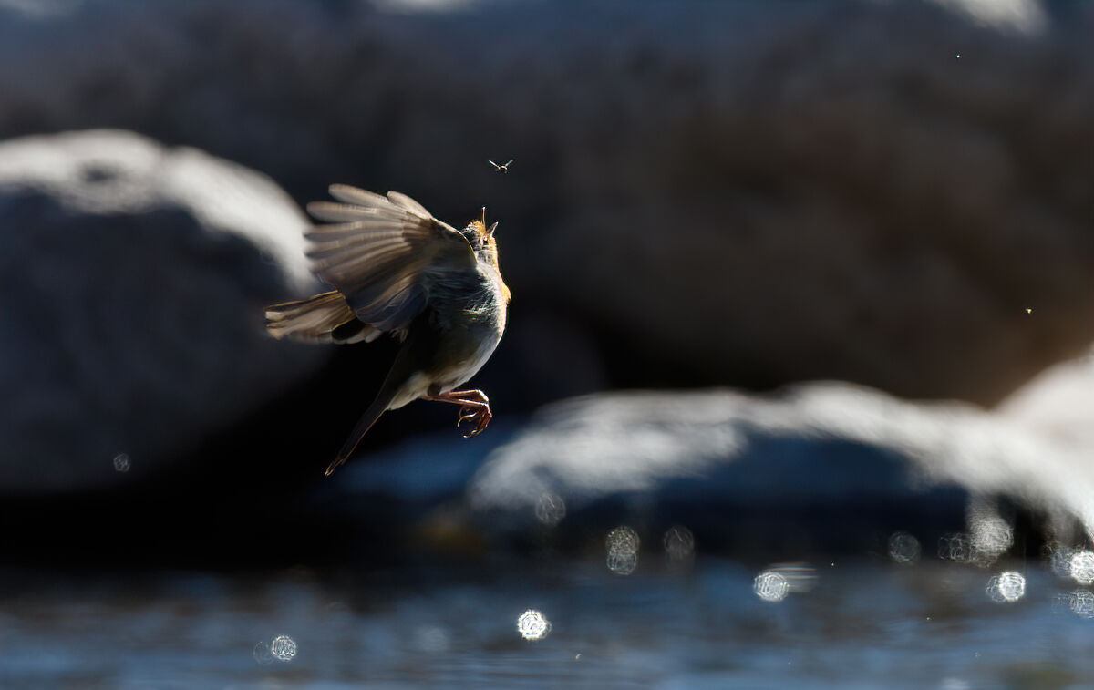 Robin on the hunt...