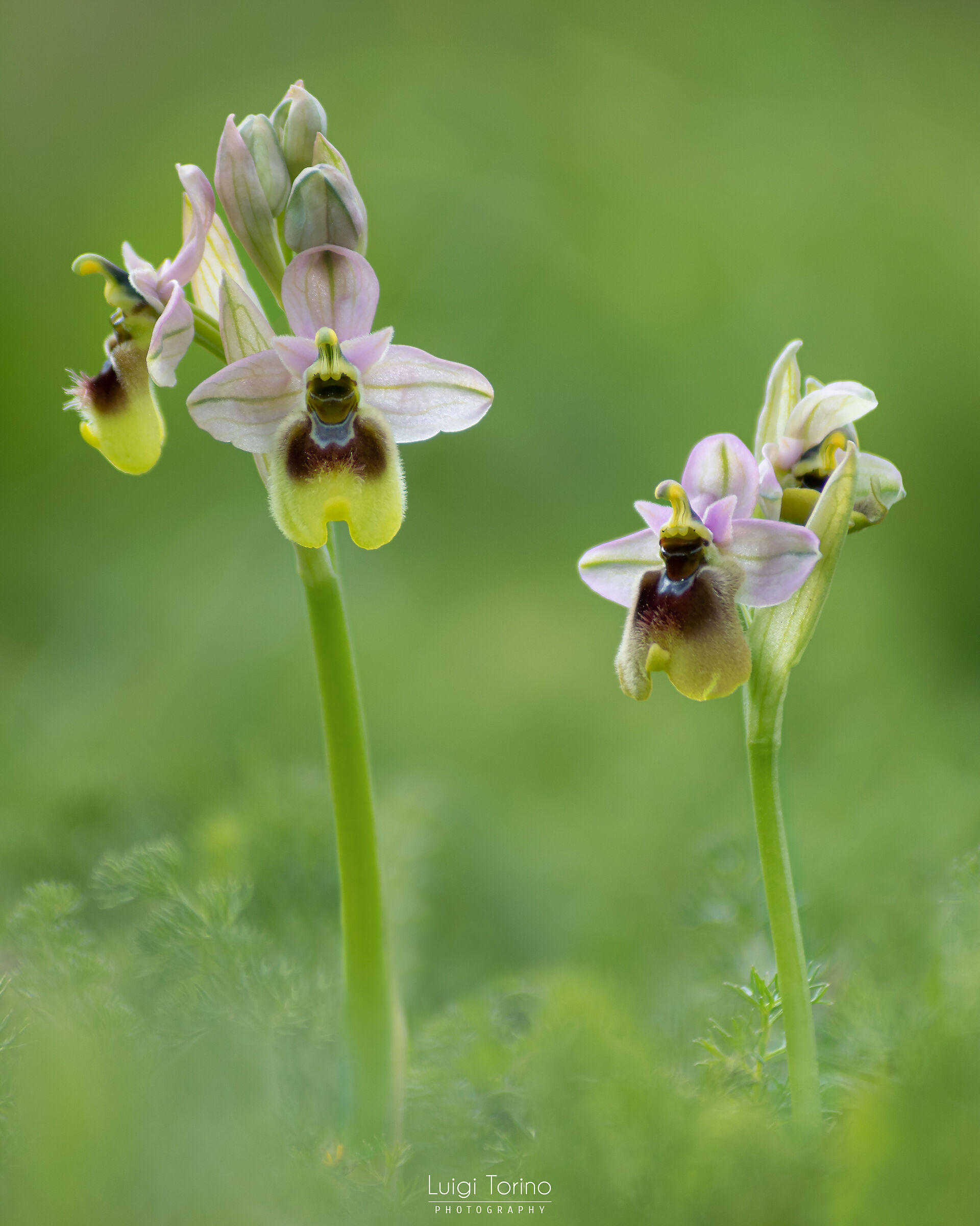Ophrys tenthredinifera 1...