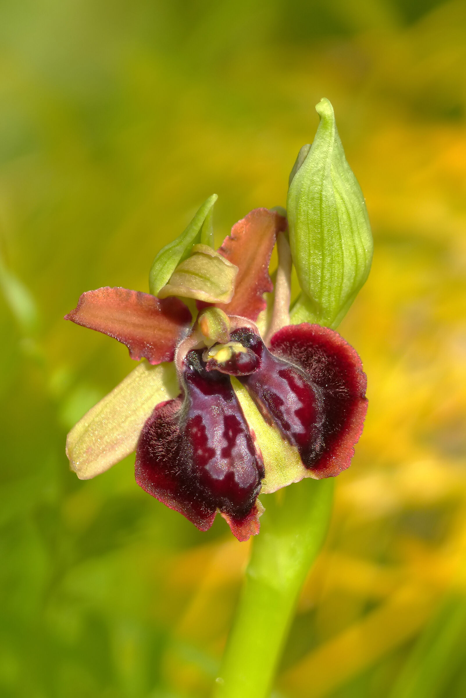 Gargan's ophrys...