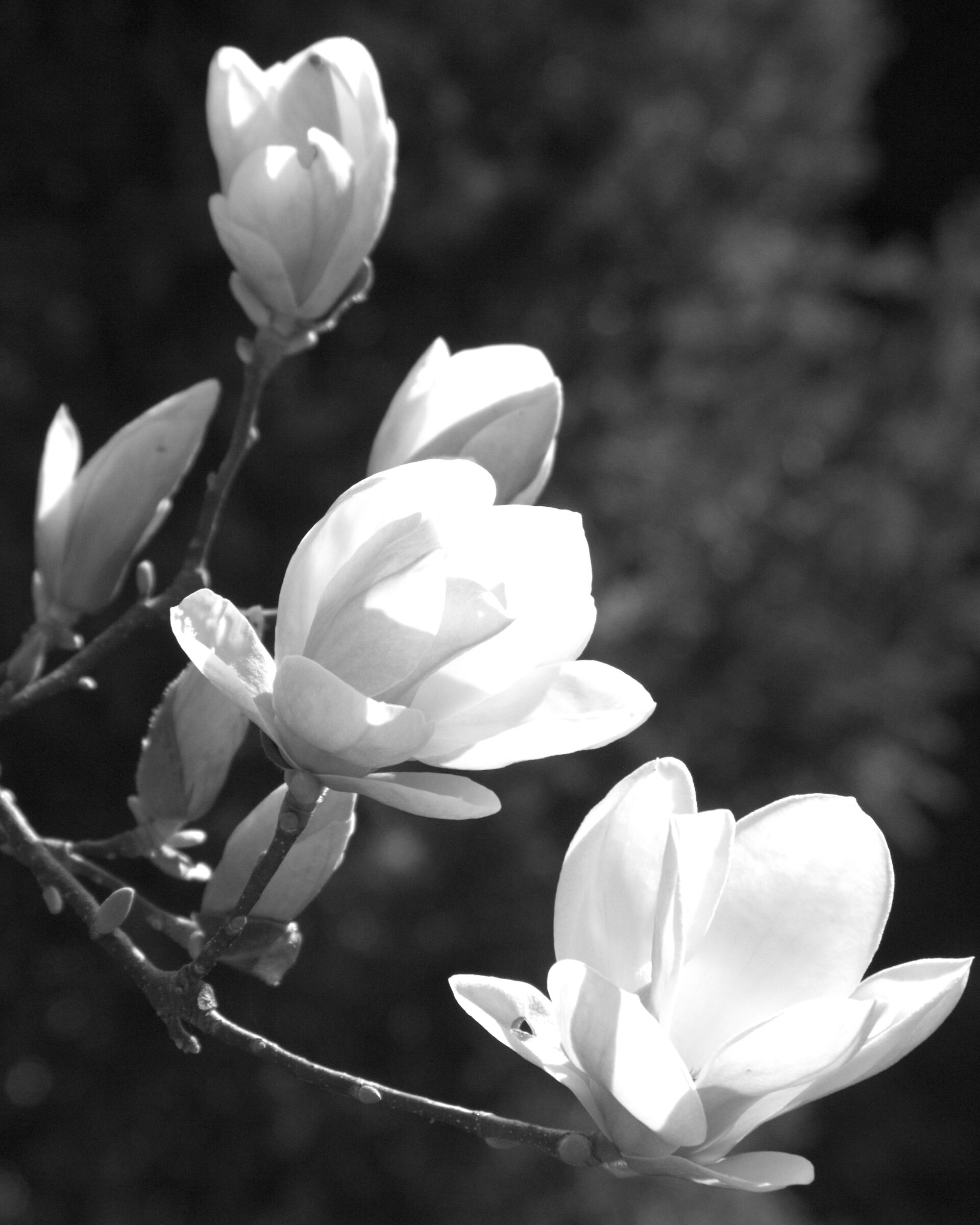 Magnolia Flowers B/W...