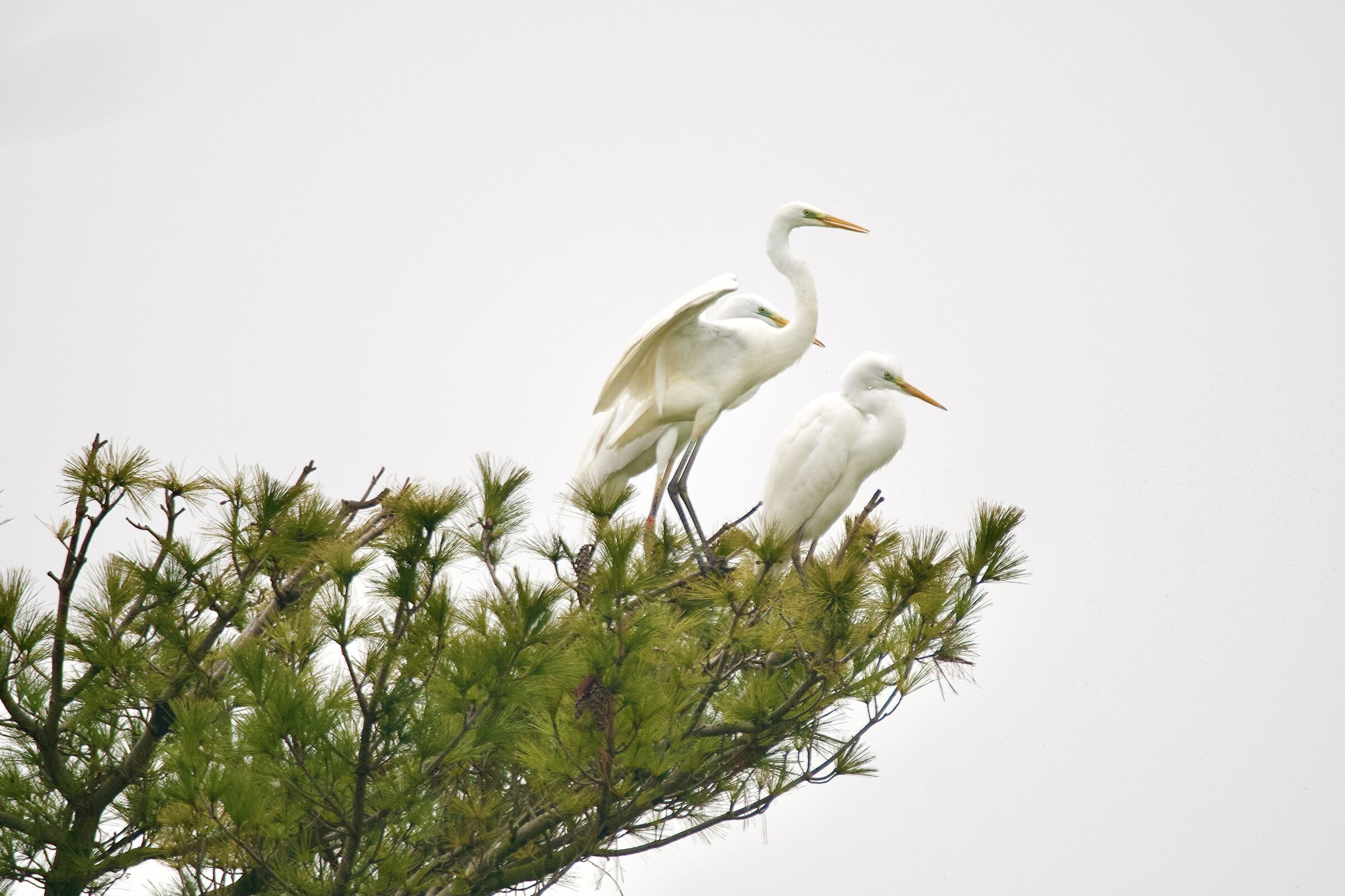 Herons...