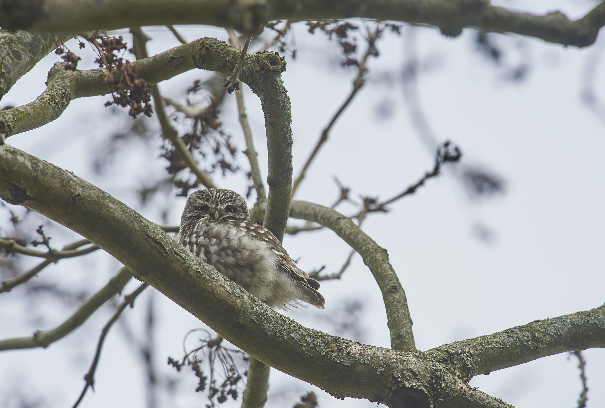Little Owl in bad light conditions...