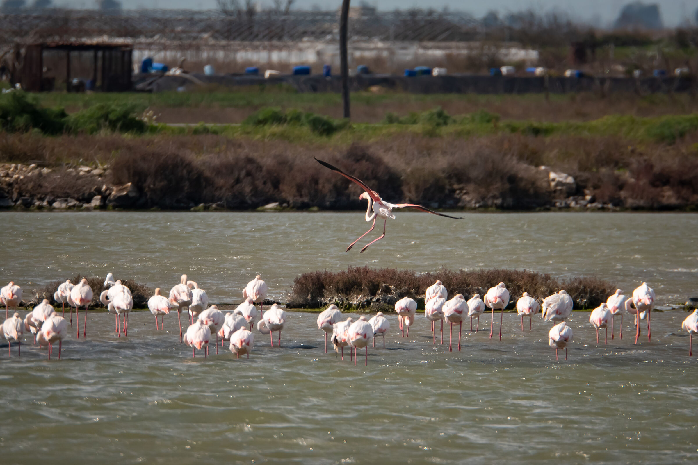 Flamingos in Zapponeta...
