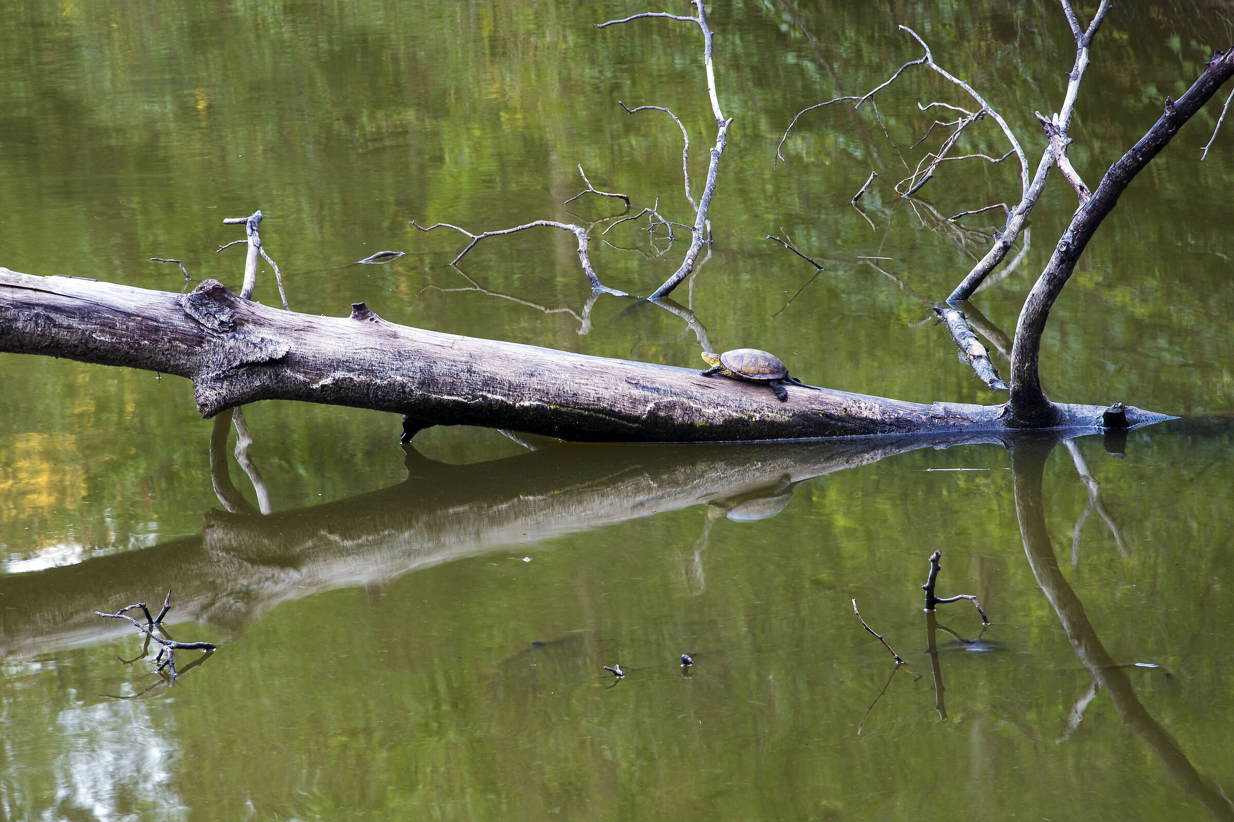 Turtle in Lake Umbra Forest...