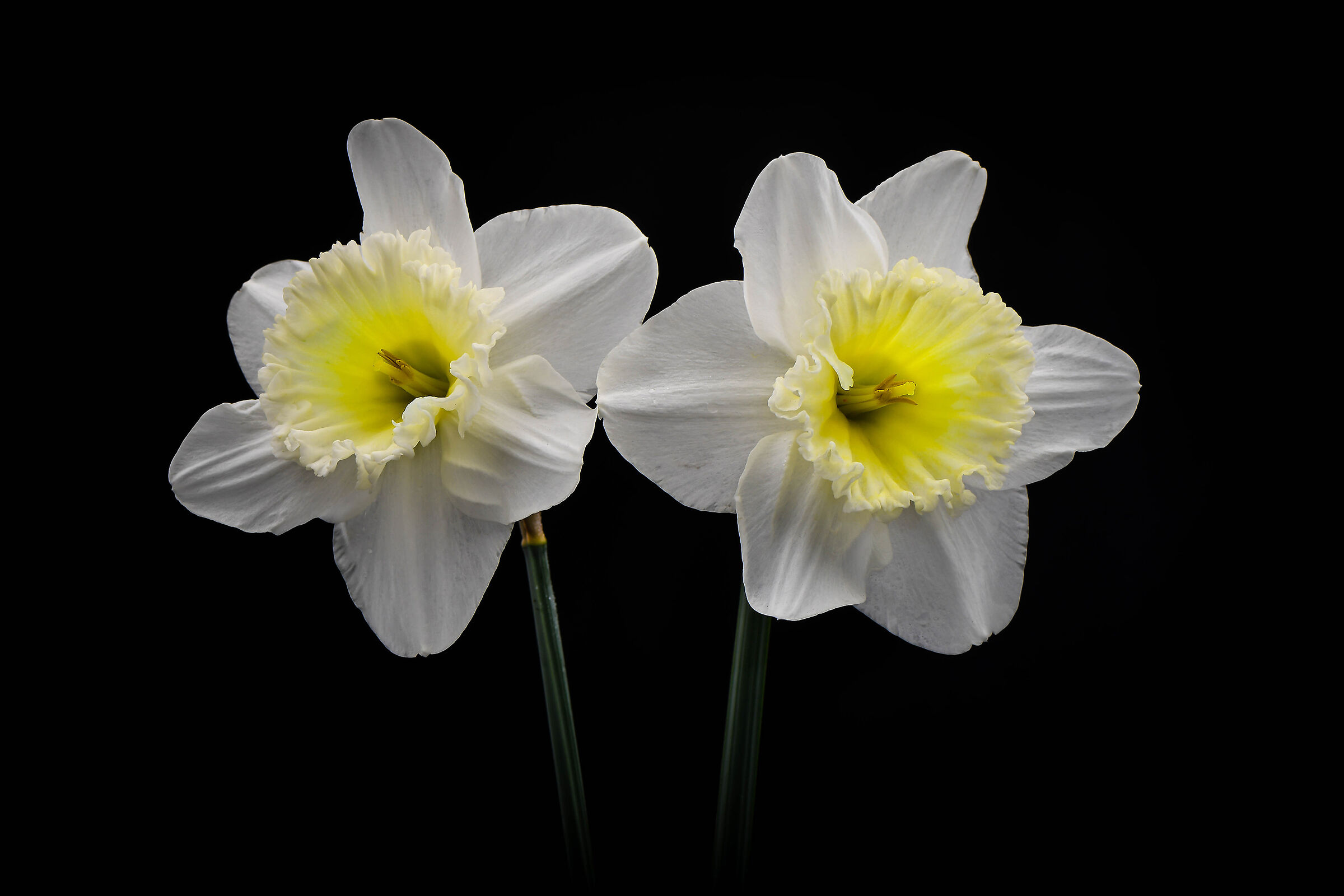Daffodils....