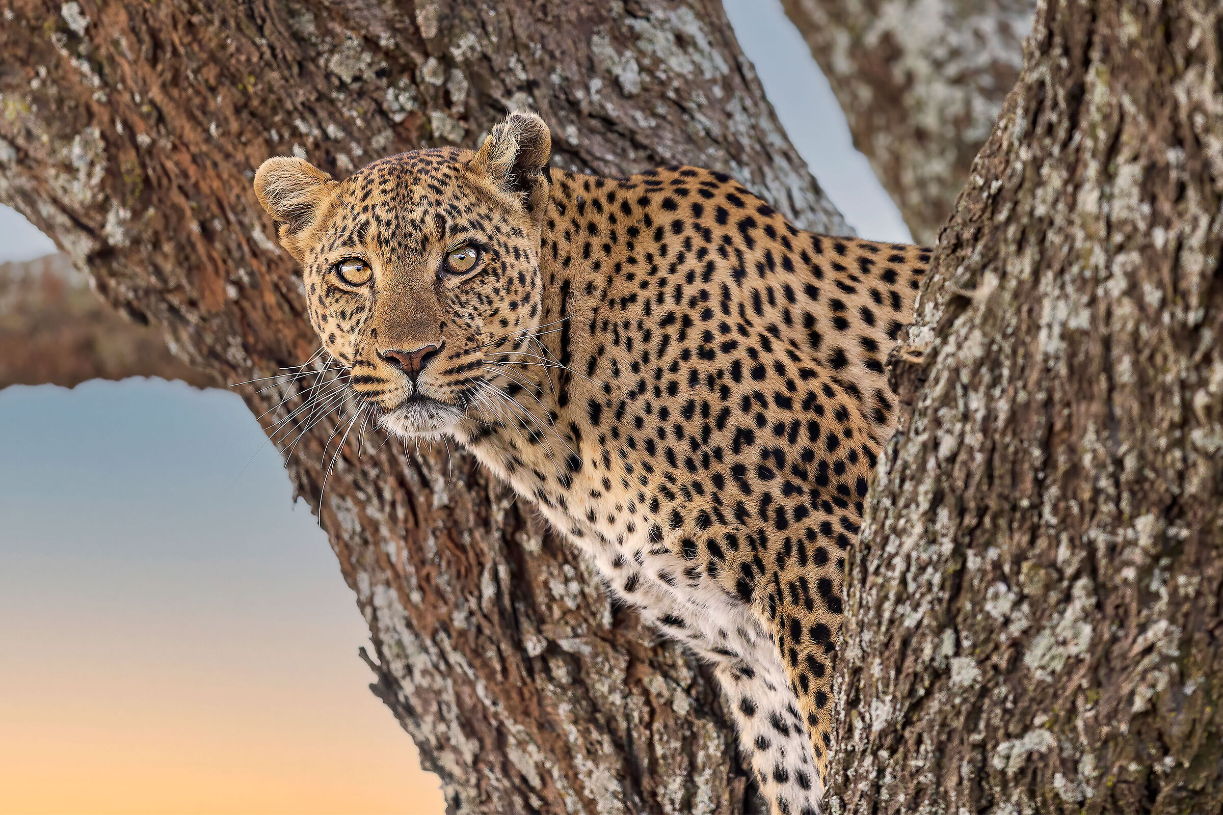 Leopard at sunset 2...