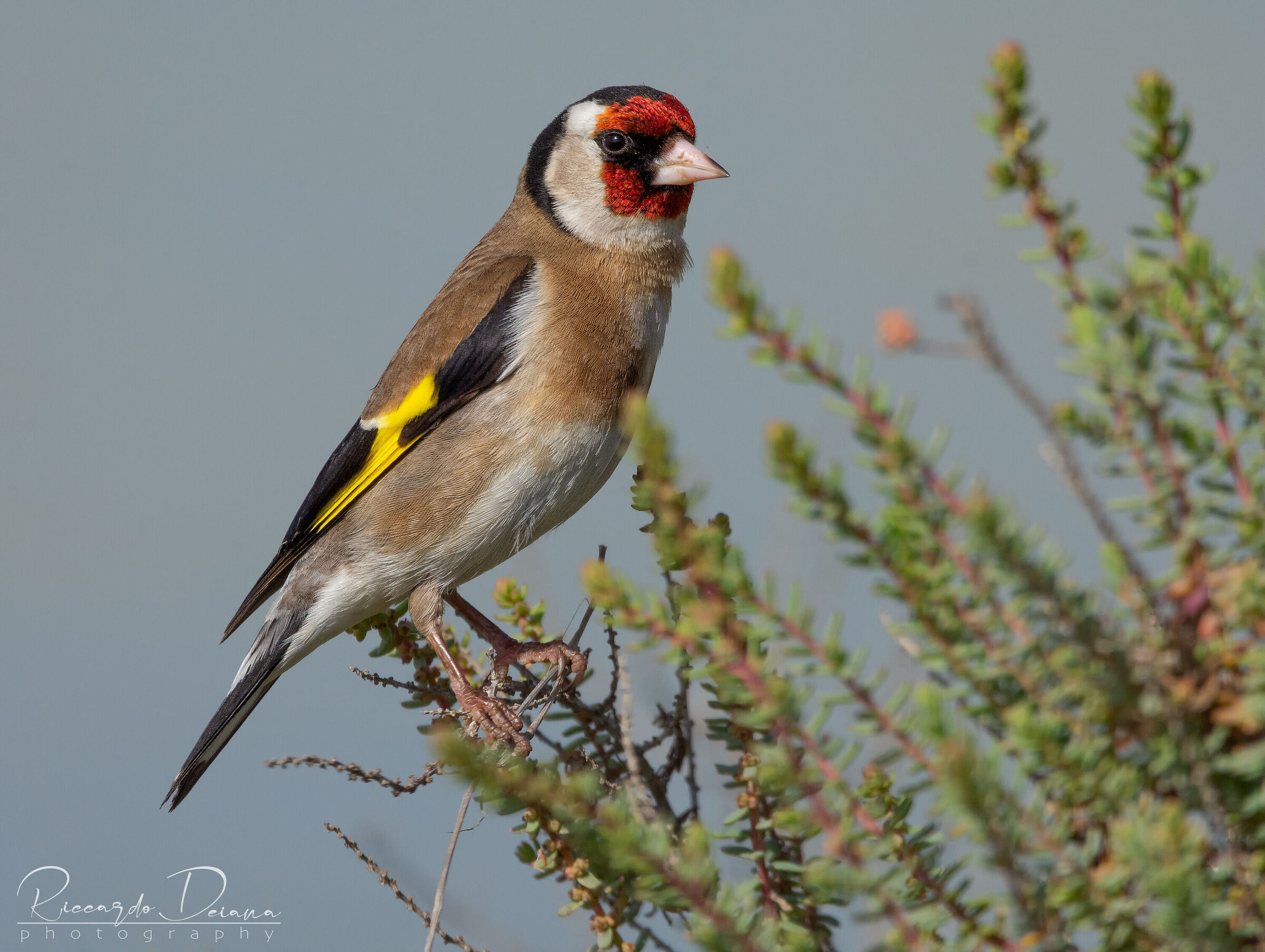 Portrait of goldfinch...