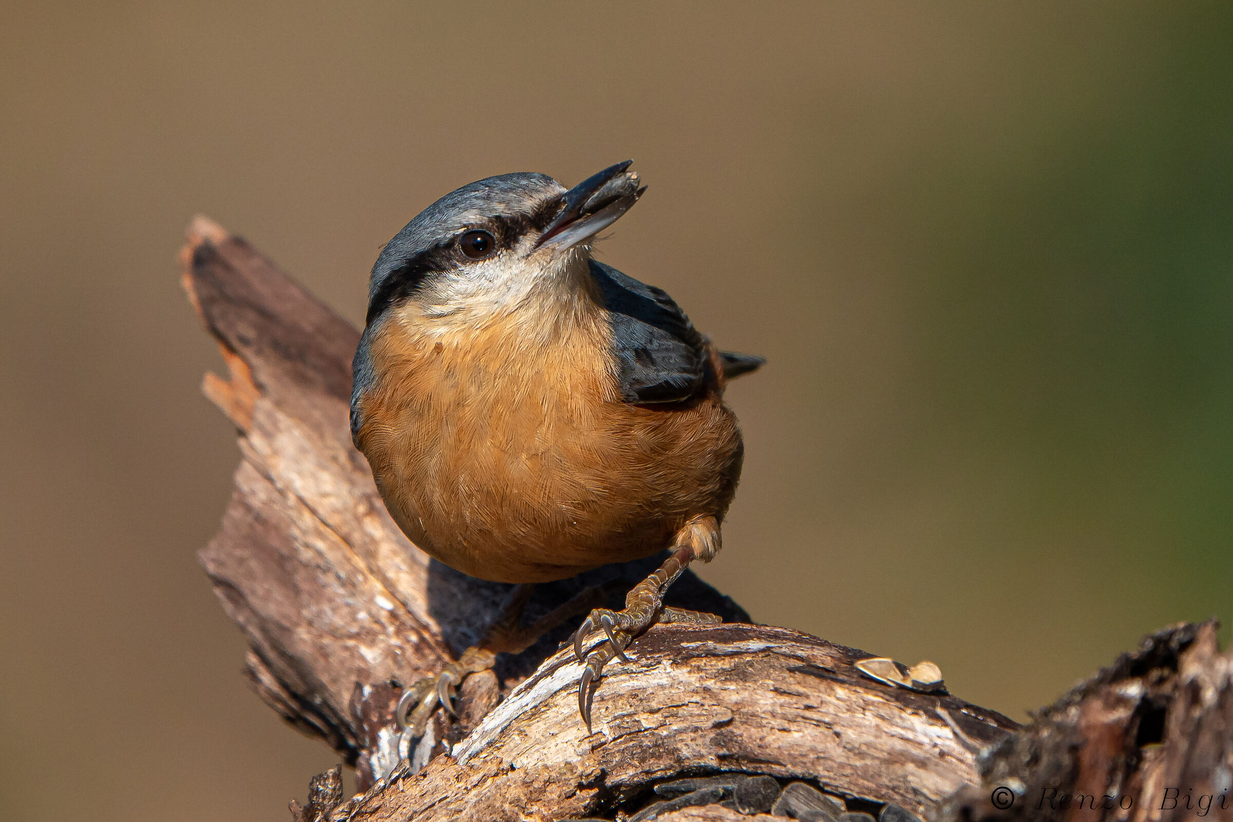 Woodpecker mason...