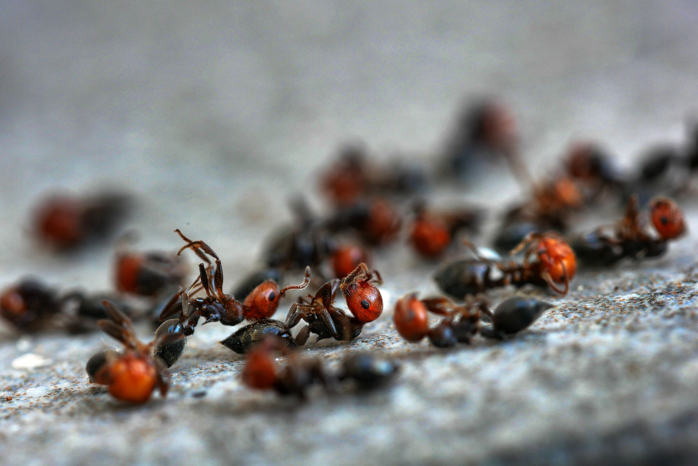 crematogaster workers...