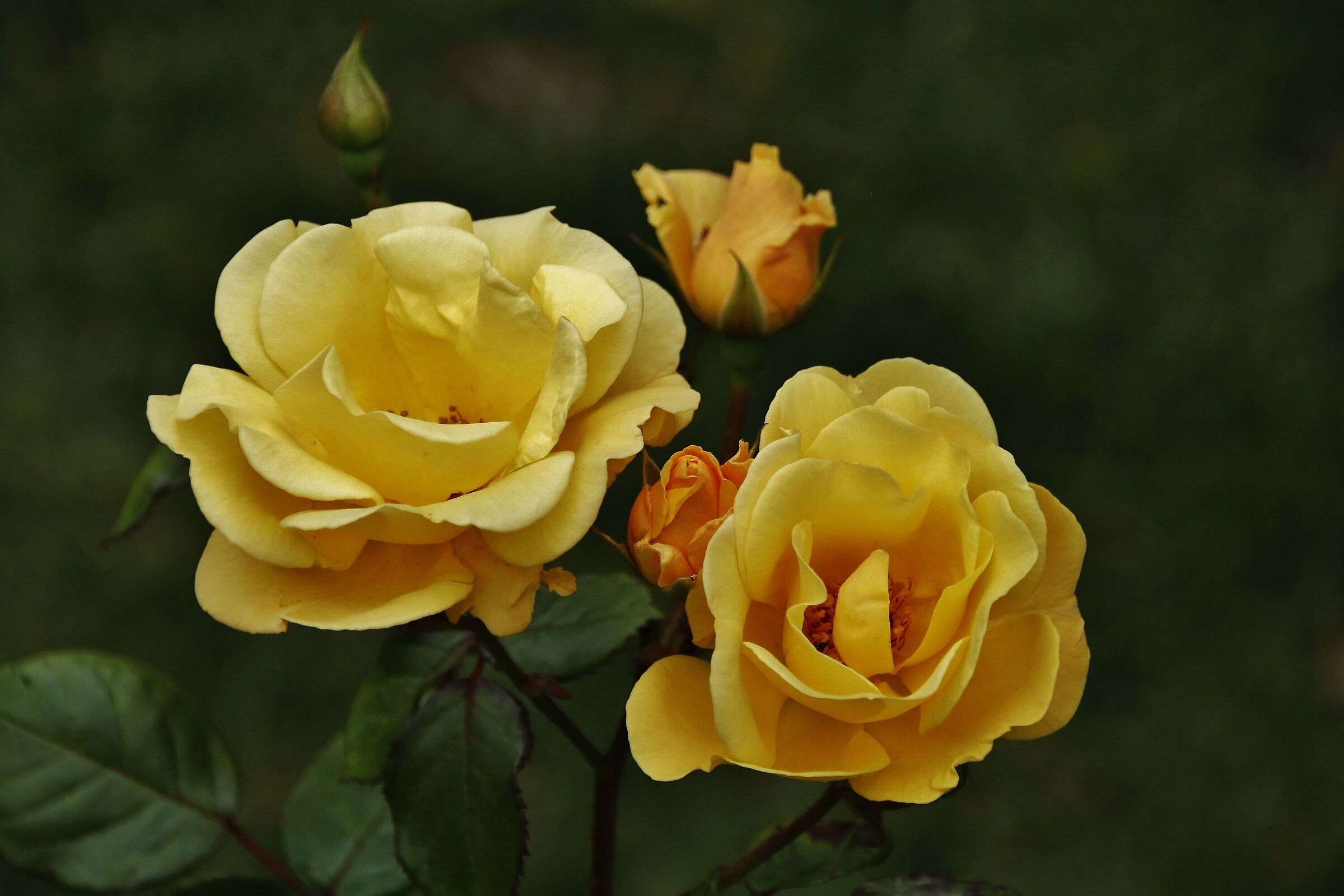 Yellow roses...