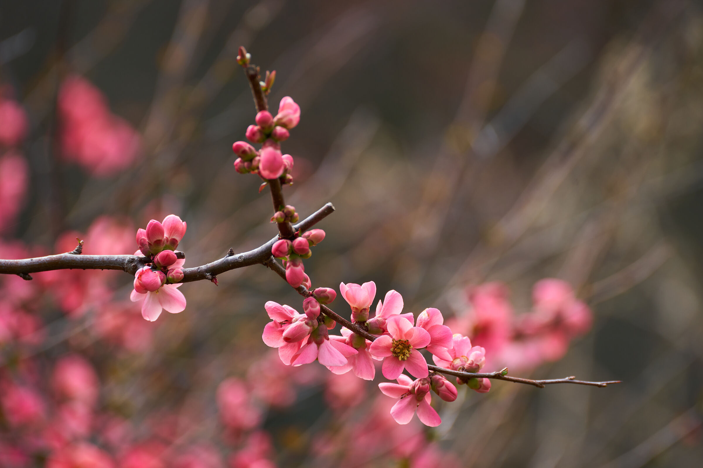 Pink flowers, peach blossoms......