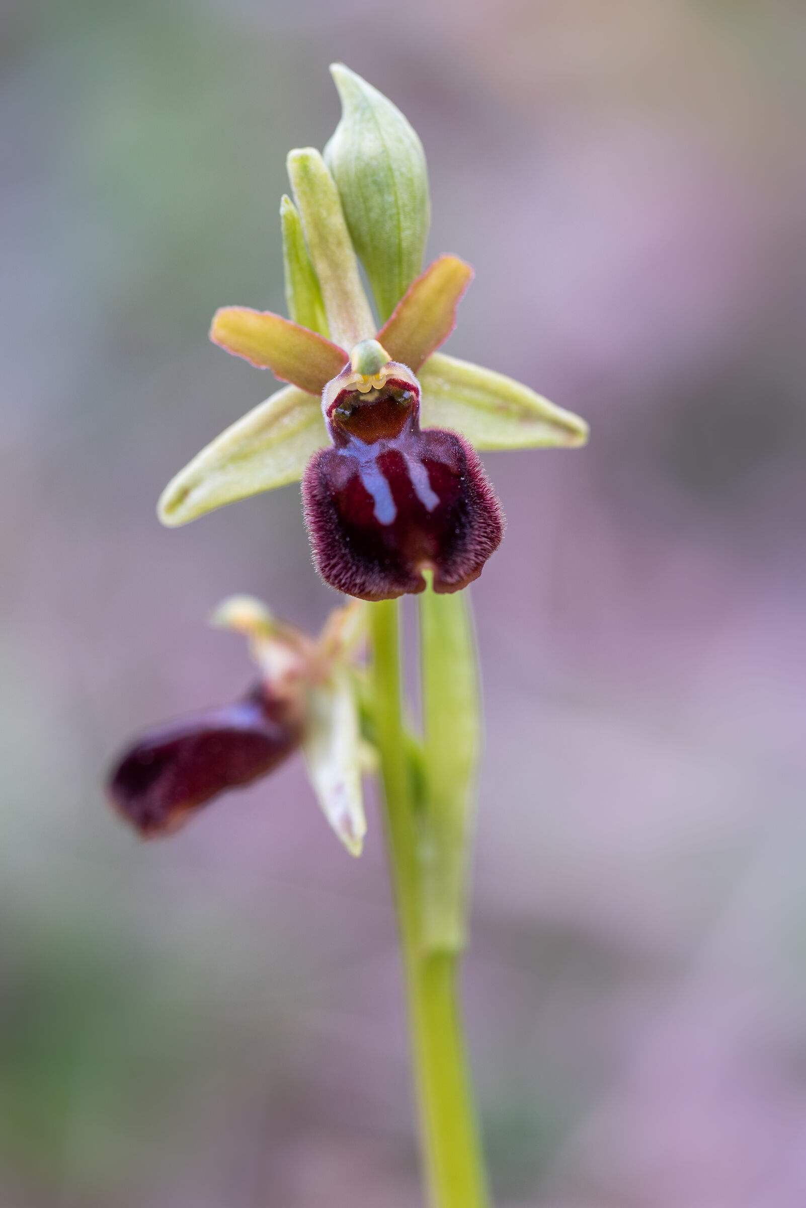 Sphegodes's ophrys...