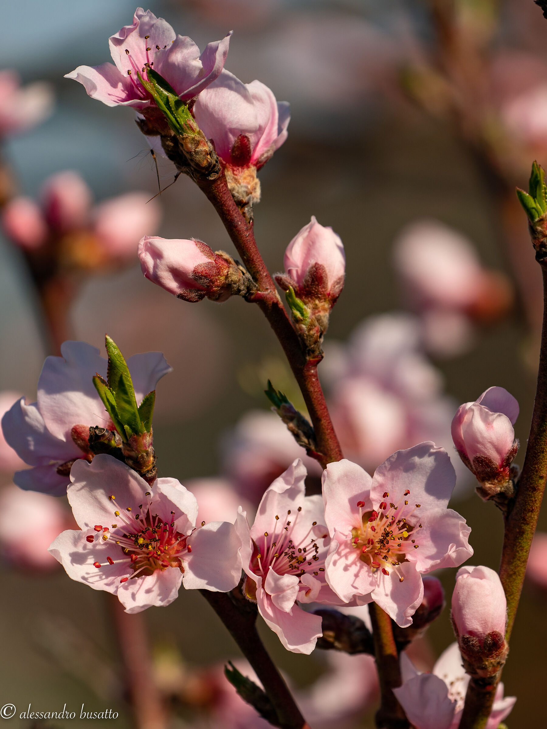 .. pink flowers... peach blossoms.....