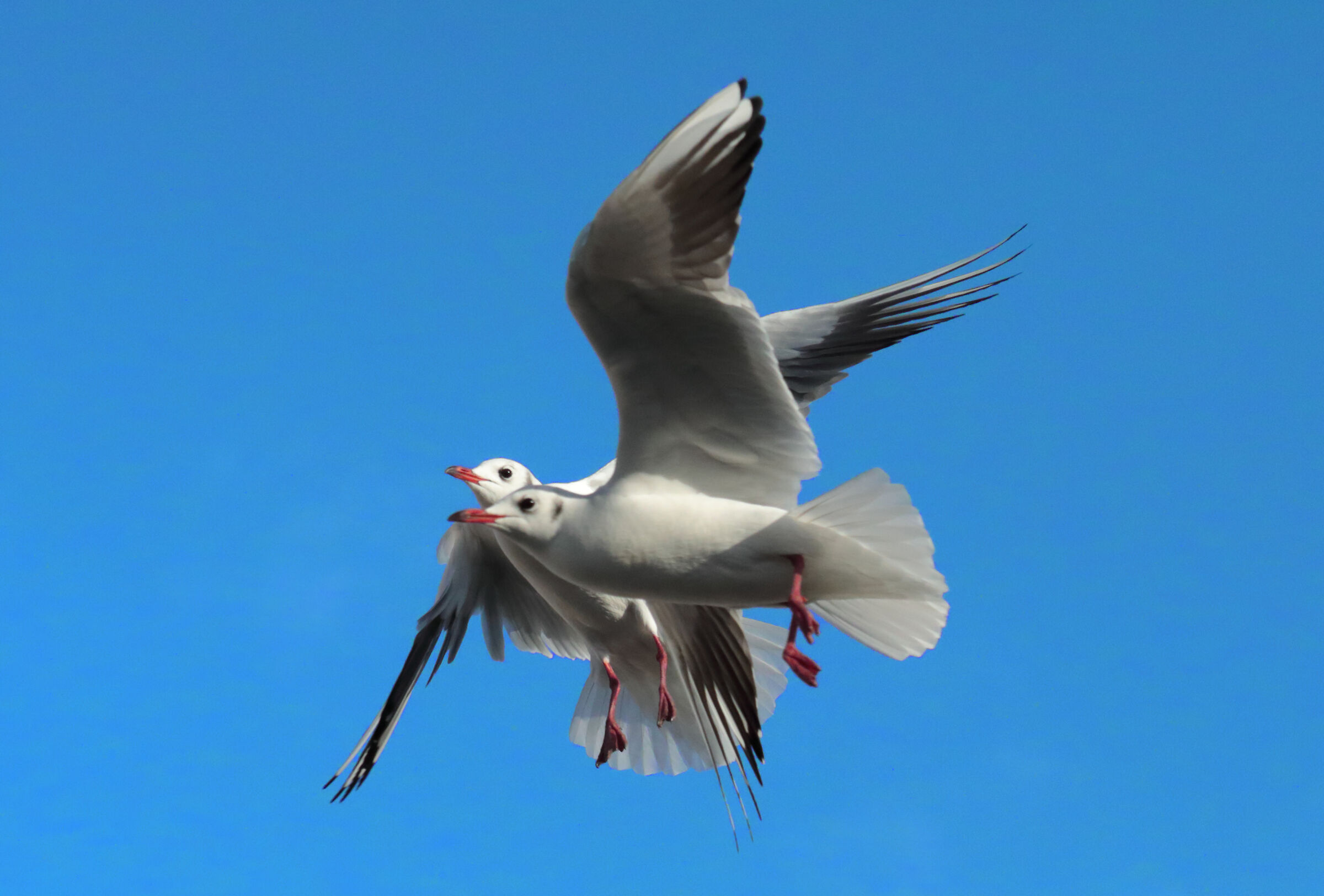 seagulls air collision...