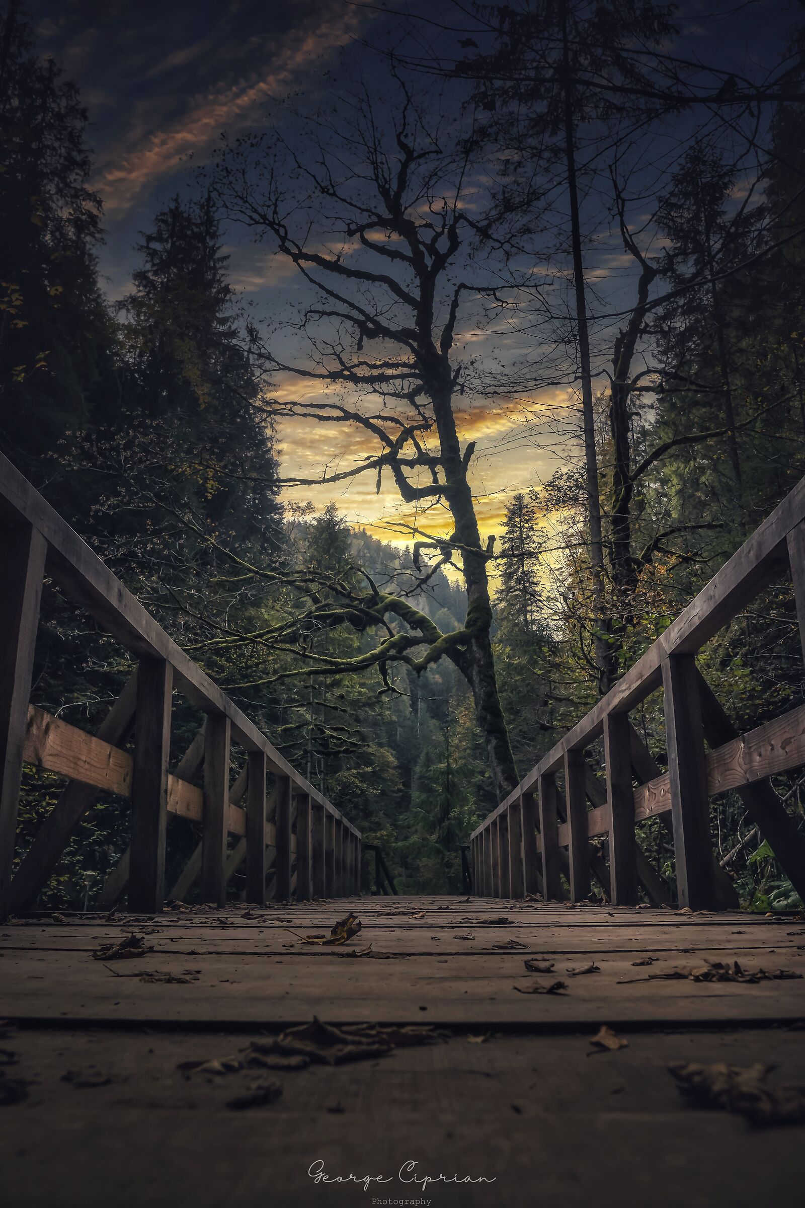 The bridge to serenity...