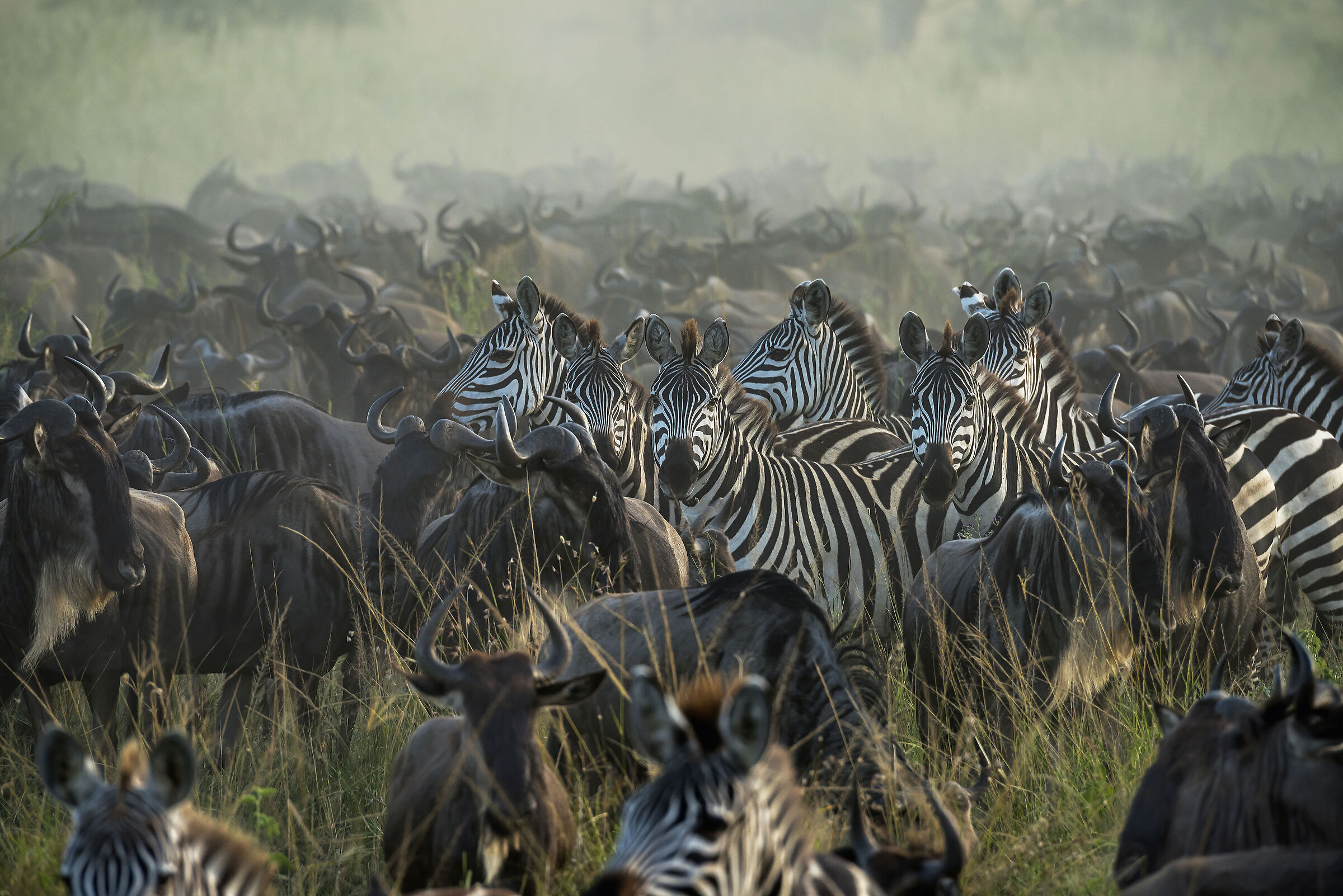 Great migration...