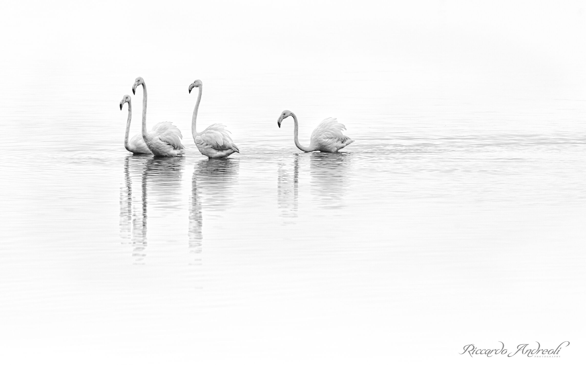Flamingos of Venice - Black / White...