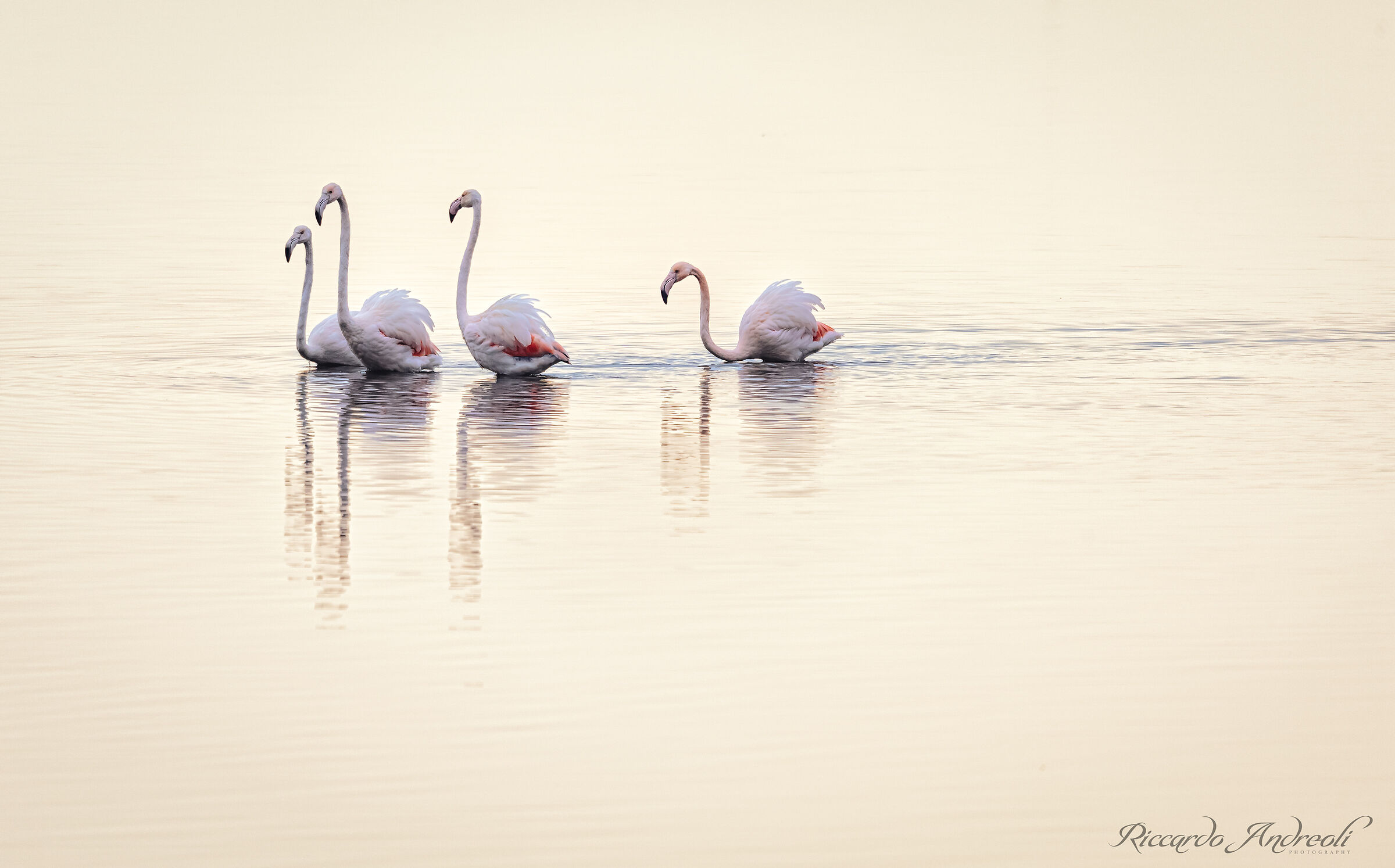 Flamingos of Venice - White / Colors...
