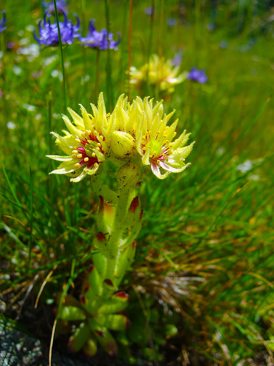 Sempervivum grandiflorum - I always lived in large flowers....