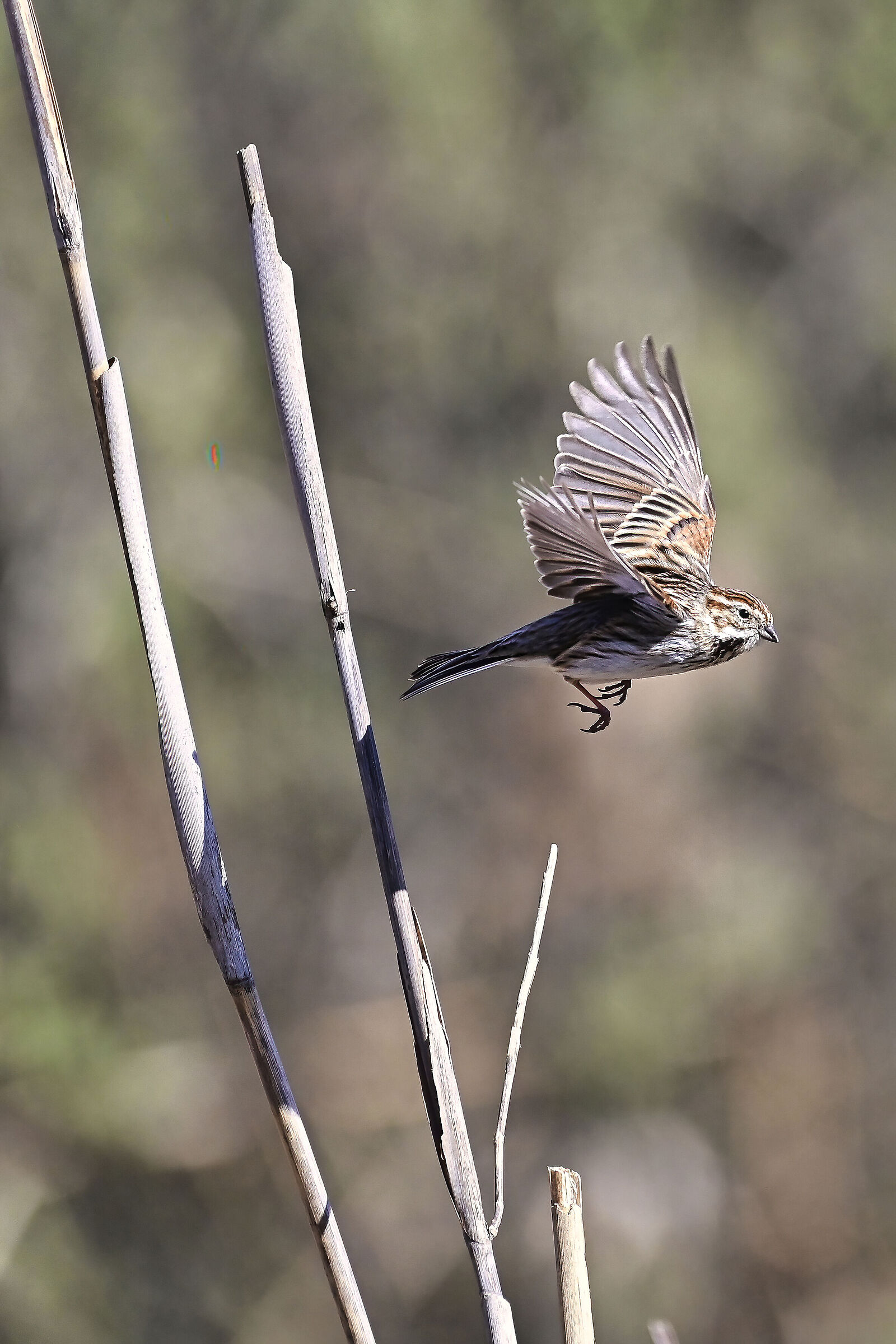 Migliarino in Flight...