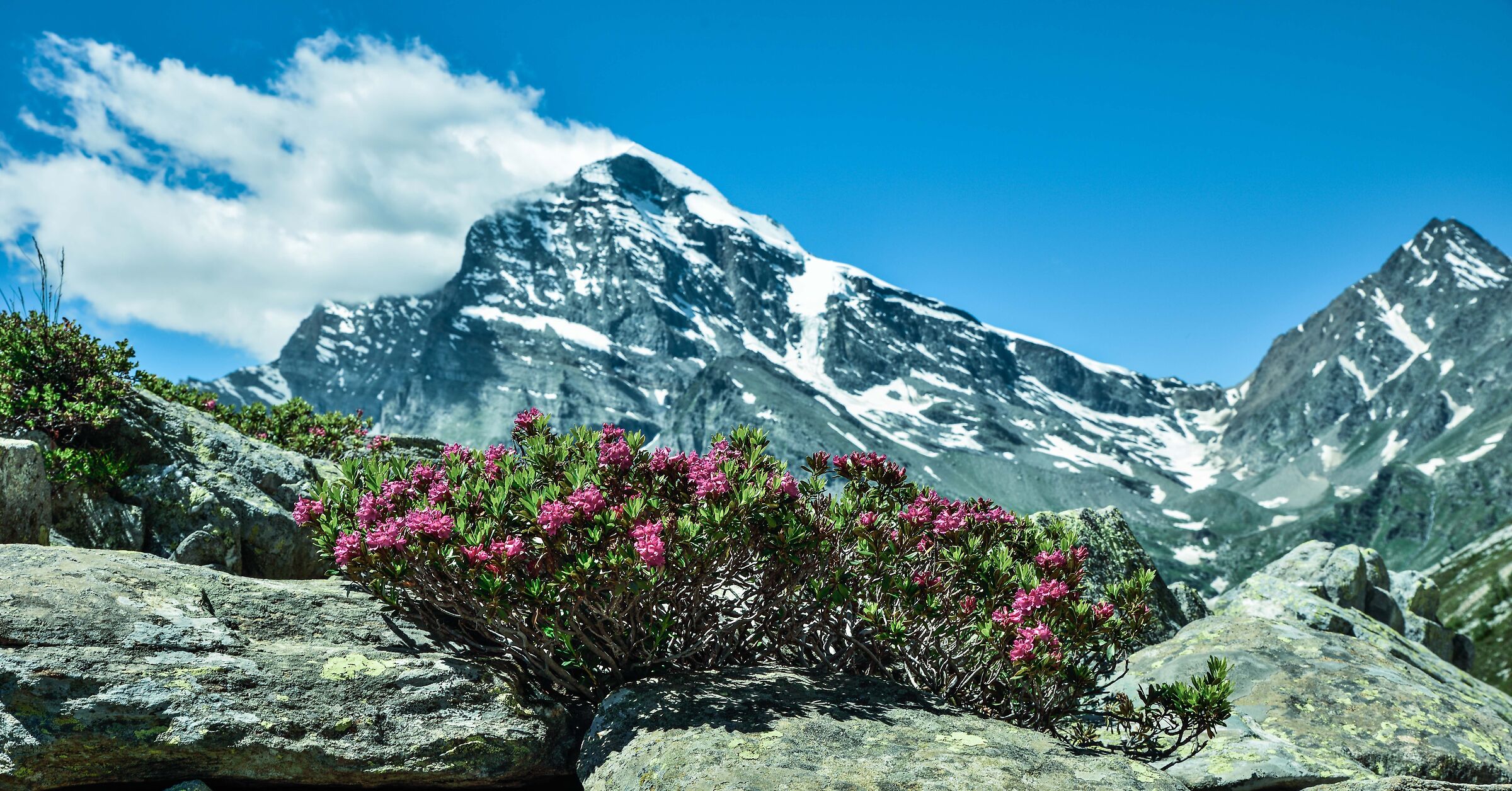 rhododendrons - Alpe Veglia - from Lake Bianco...