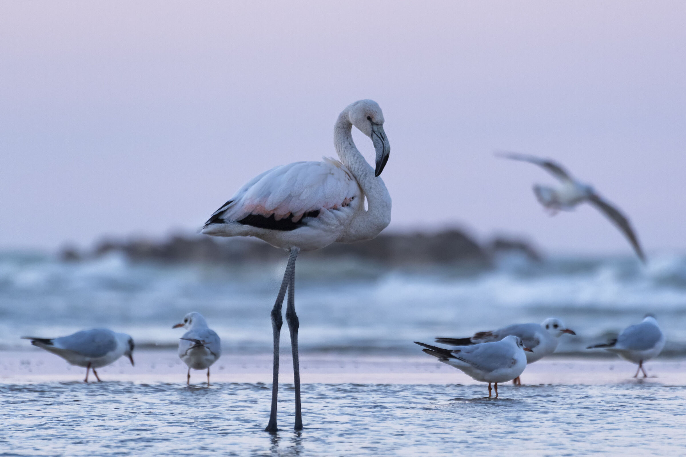 Flamingo with seagulls...