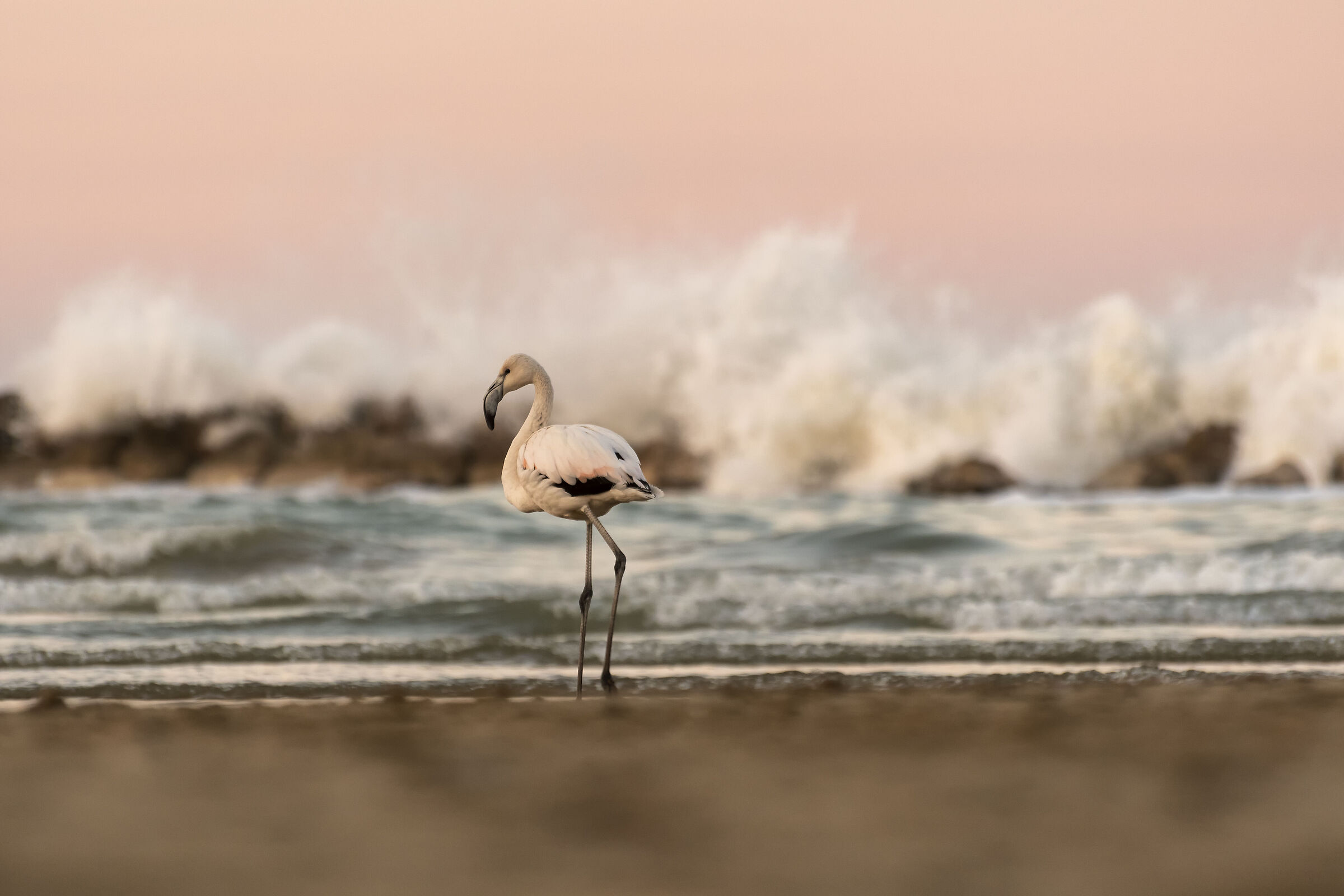 flamingo and stormy sea...