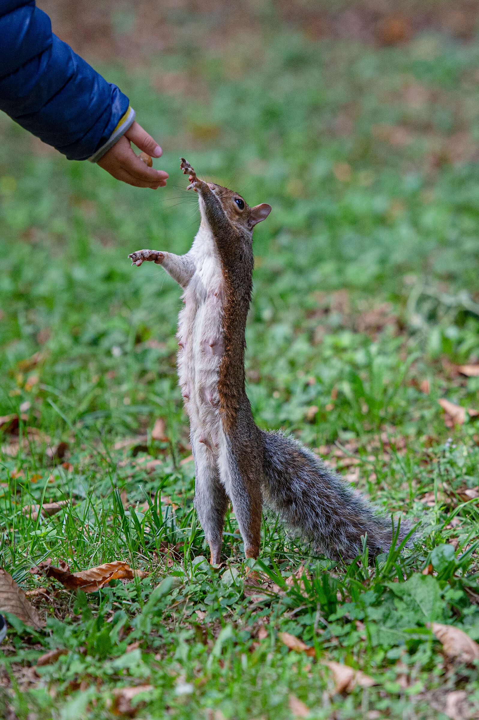Squirrel at monza park...