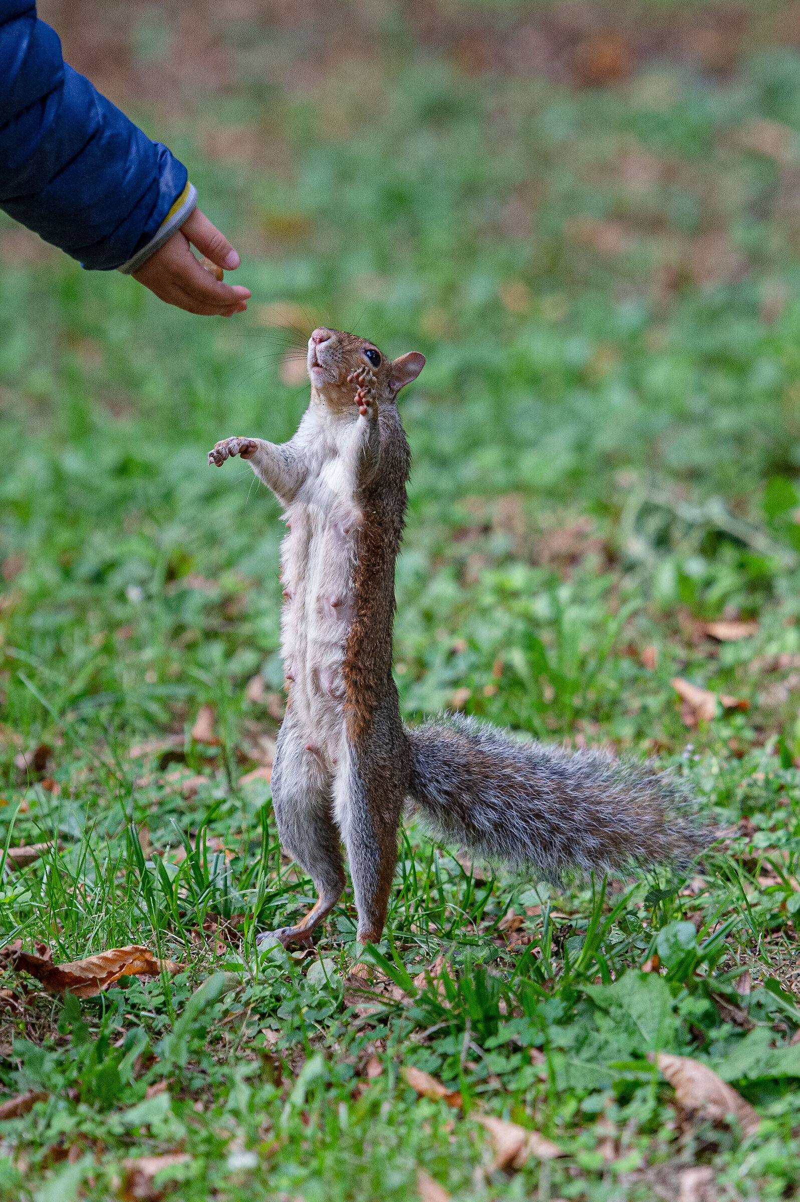 Squirrel at monza park...