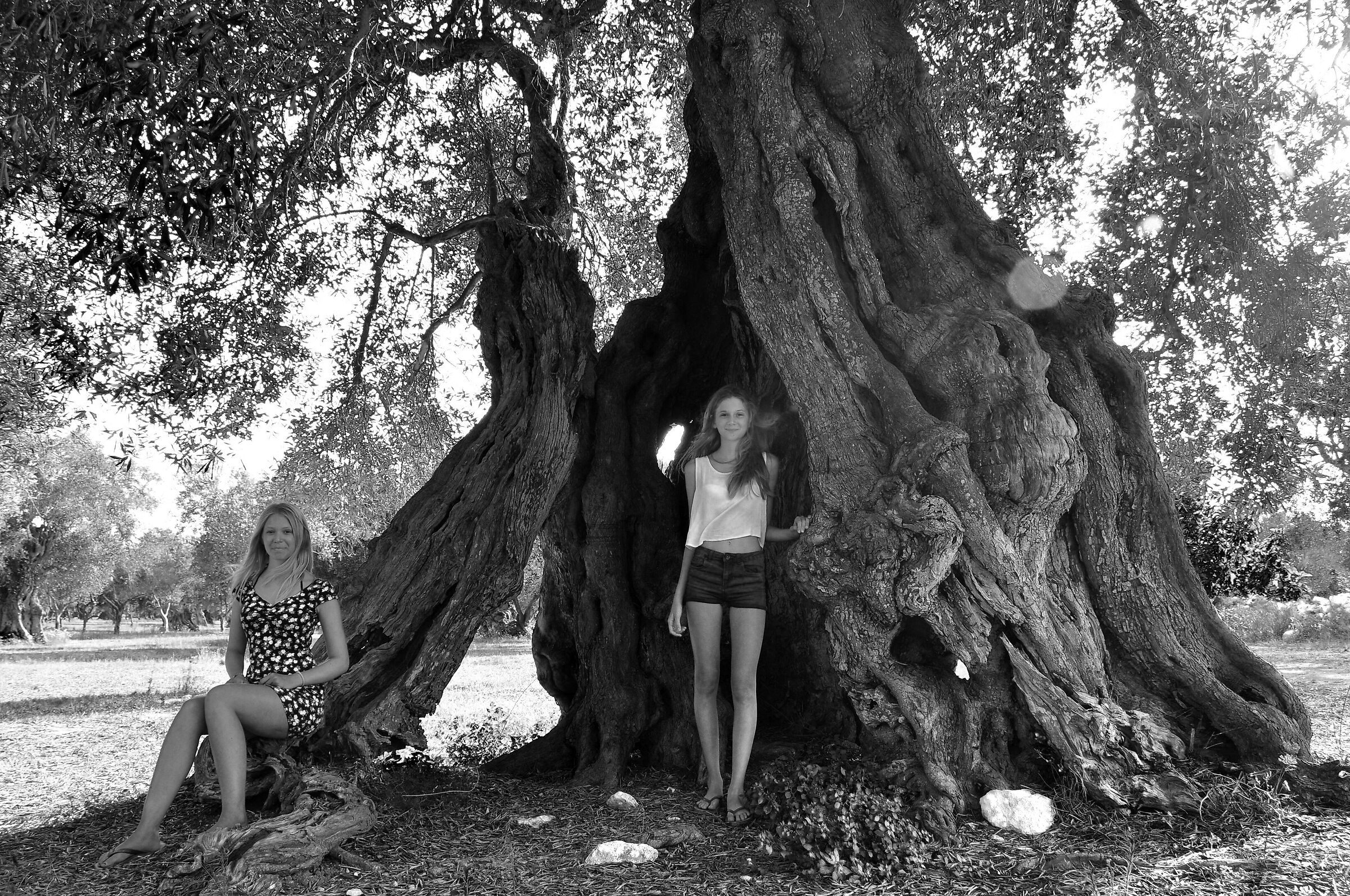 MatMir and the Olive Tree 2...