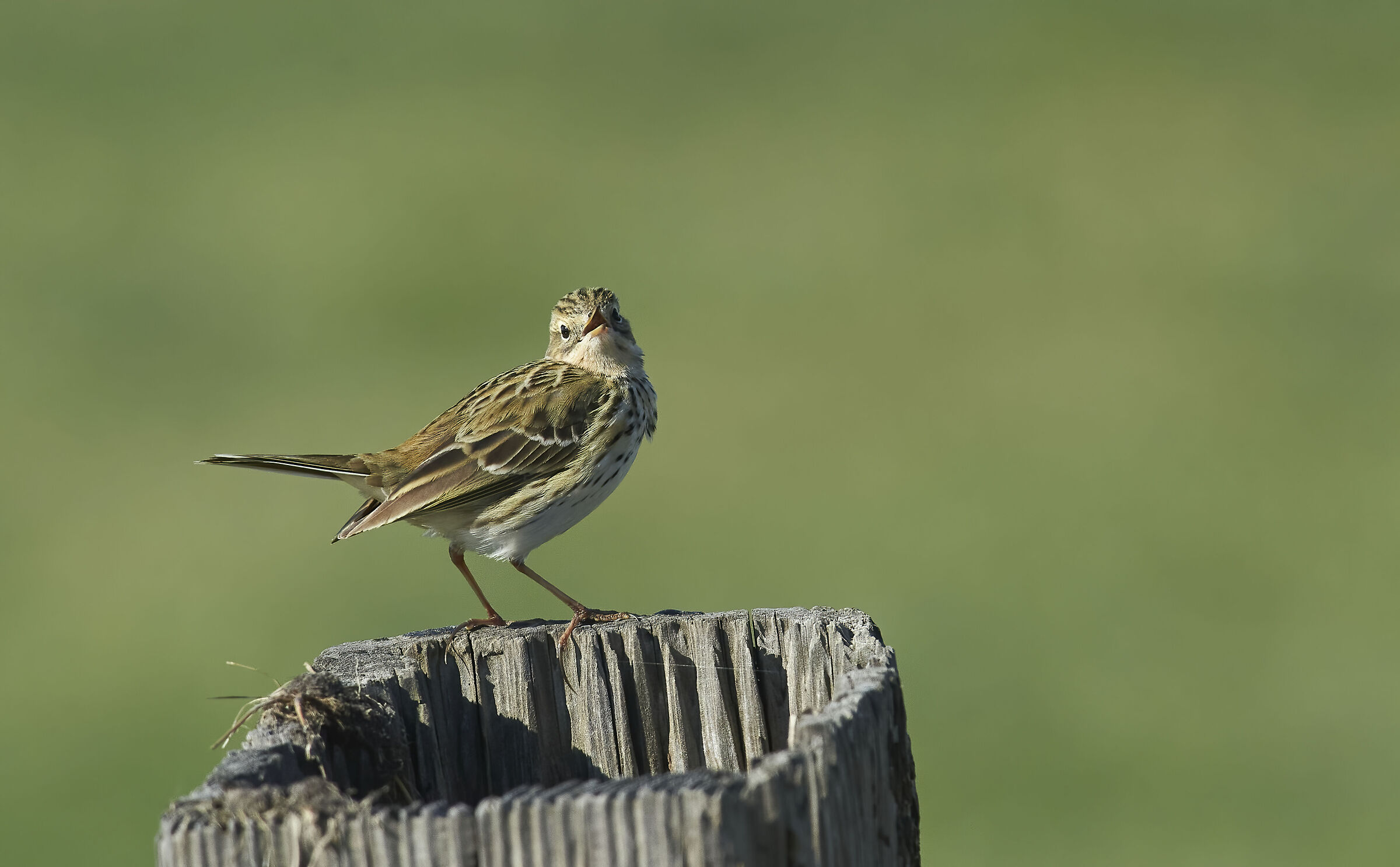Meadow Pipit...