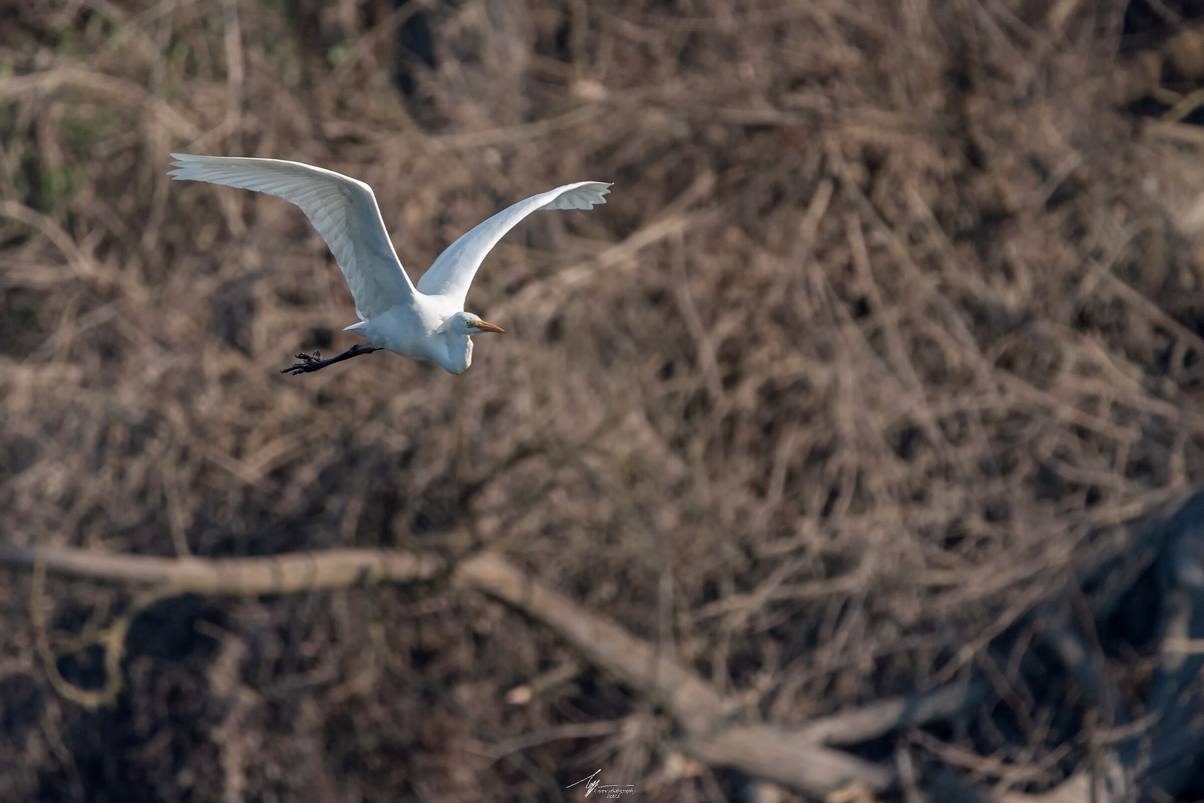 White Heron Major in flight (Ardea Alba - L.) ?...