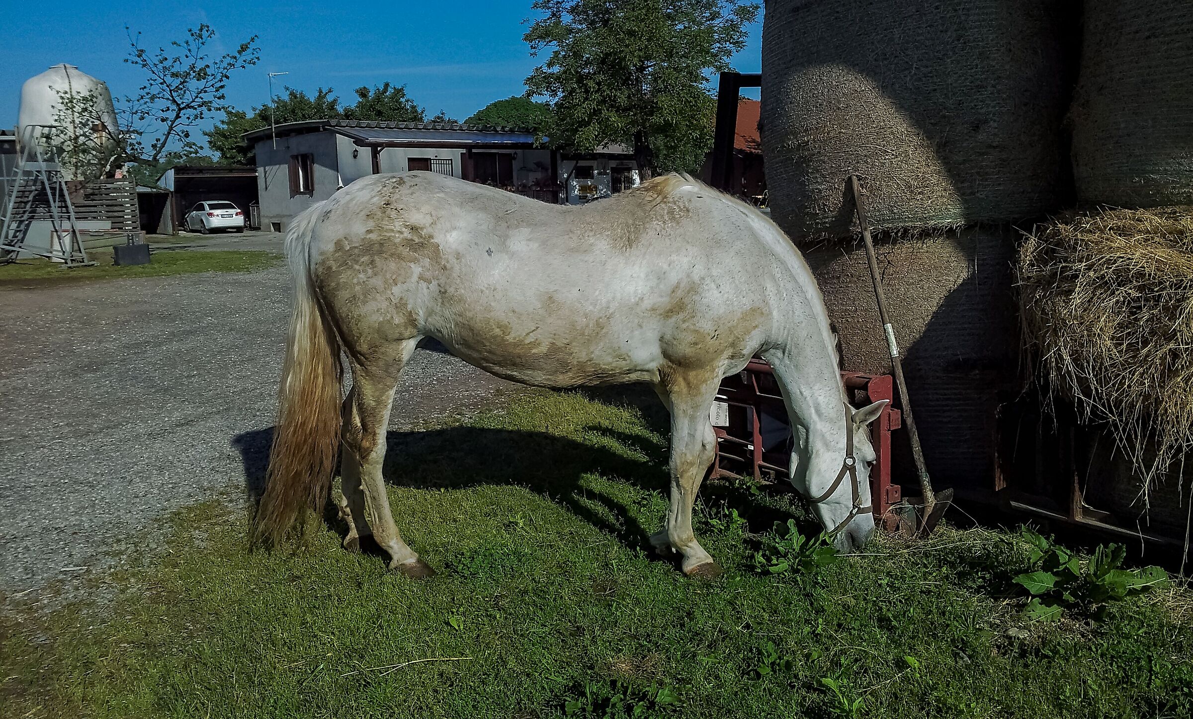 Horse eating 3/05/2016...