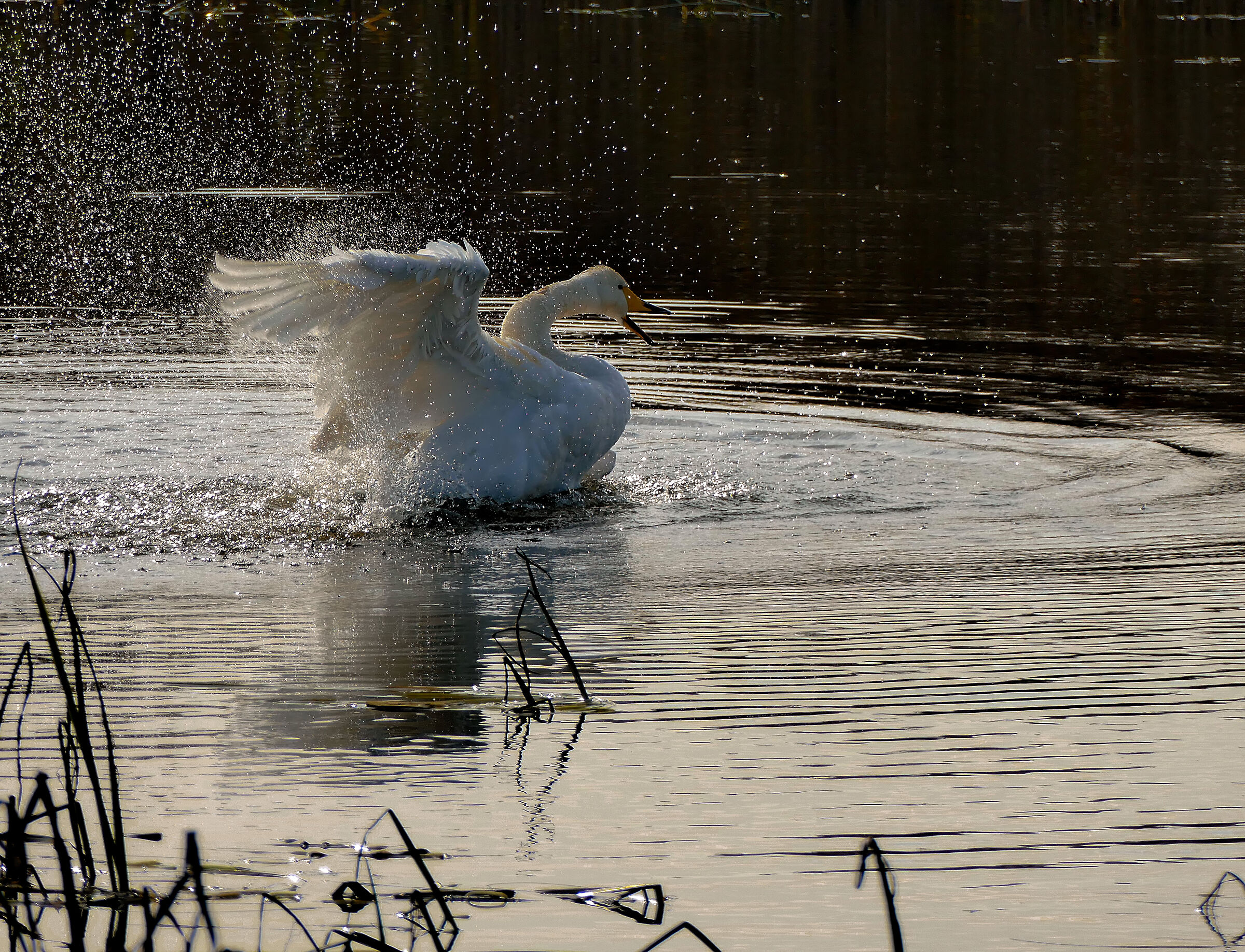 Whooper Swan 2 (Cygnus cygnus)...